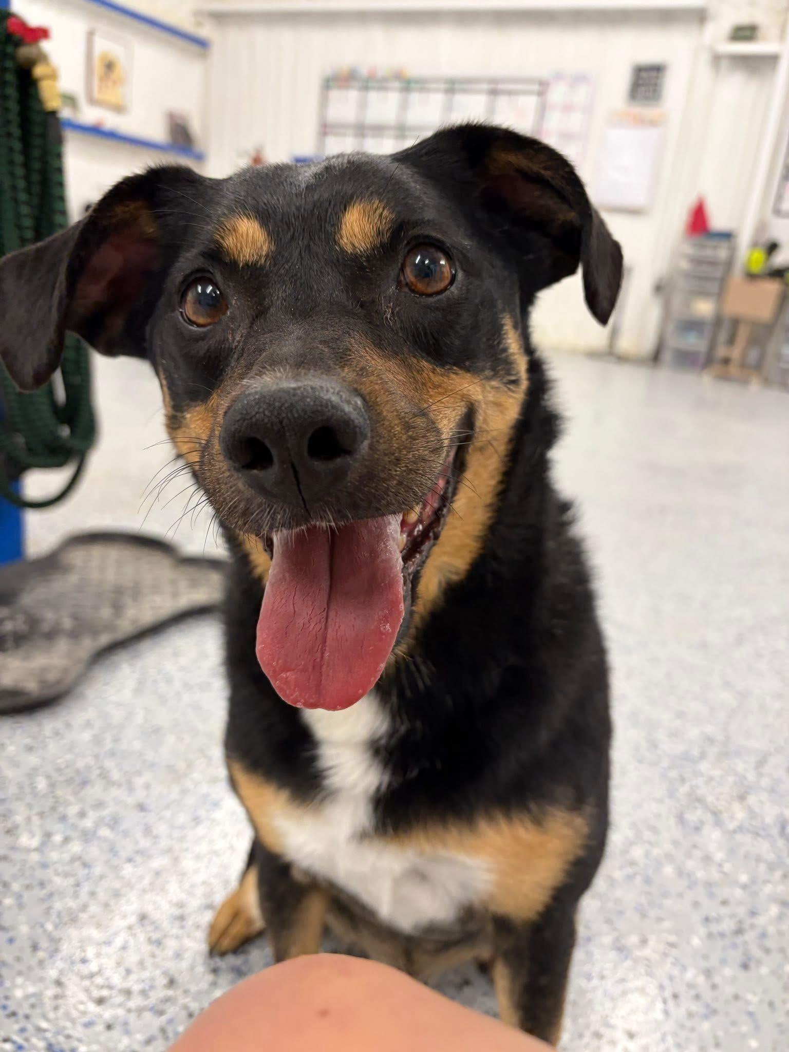 Max AKA Lil Max, a ADOPTABLE mixed breed in Gatesville, TX image 2/4
