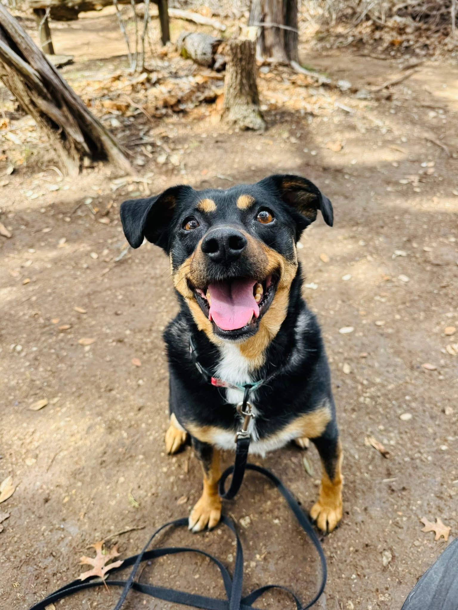 Max AKA Lil Max, a ADOPTABLE mixed breed in Gatesville, TX image 3/4