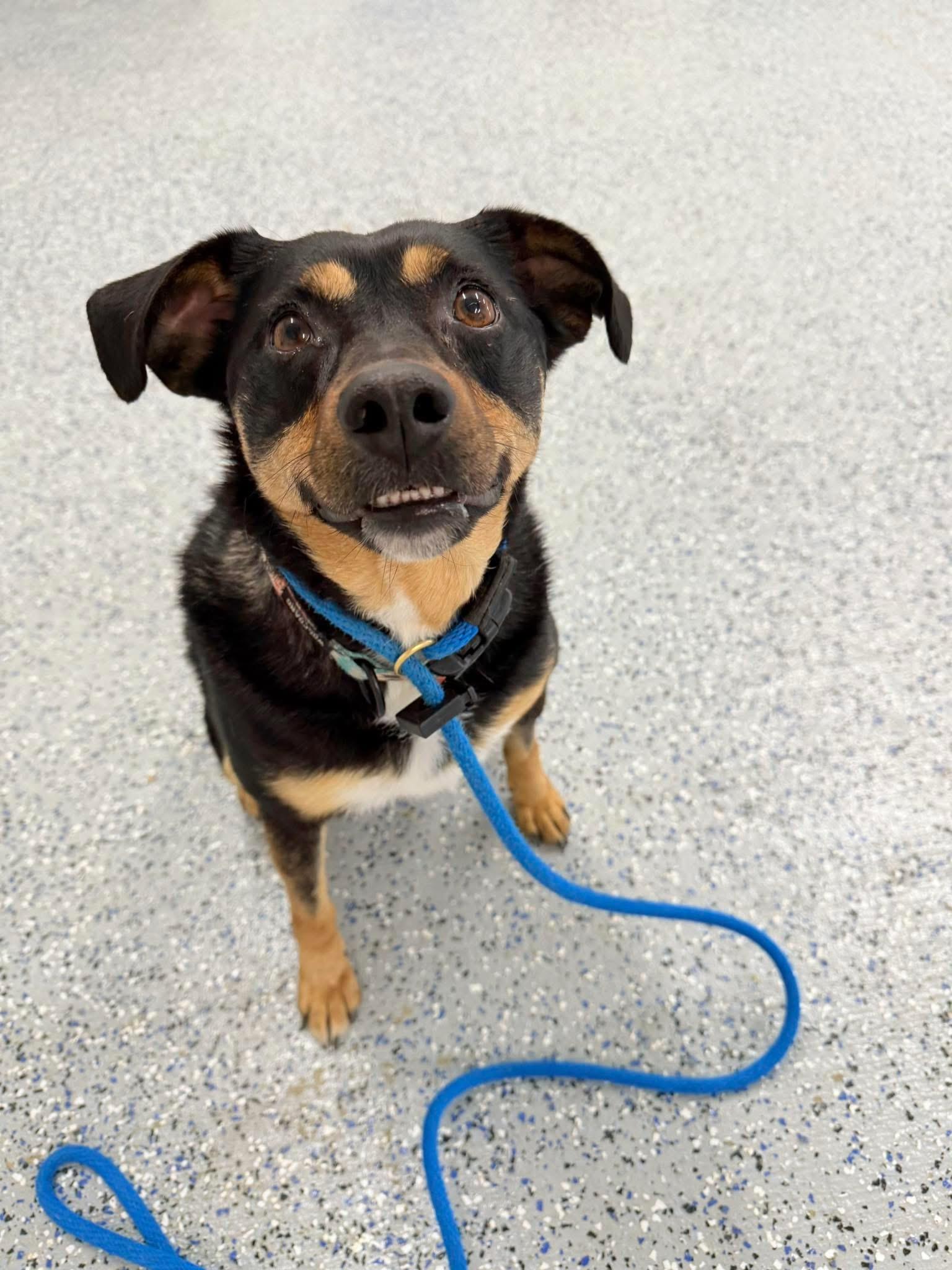 Max AKA Lil Max, a ADOPTABLE mixed breed in Gatesville, TX image 4/4