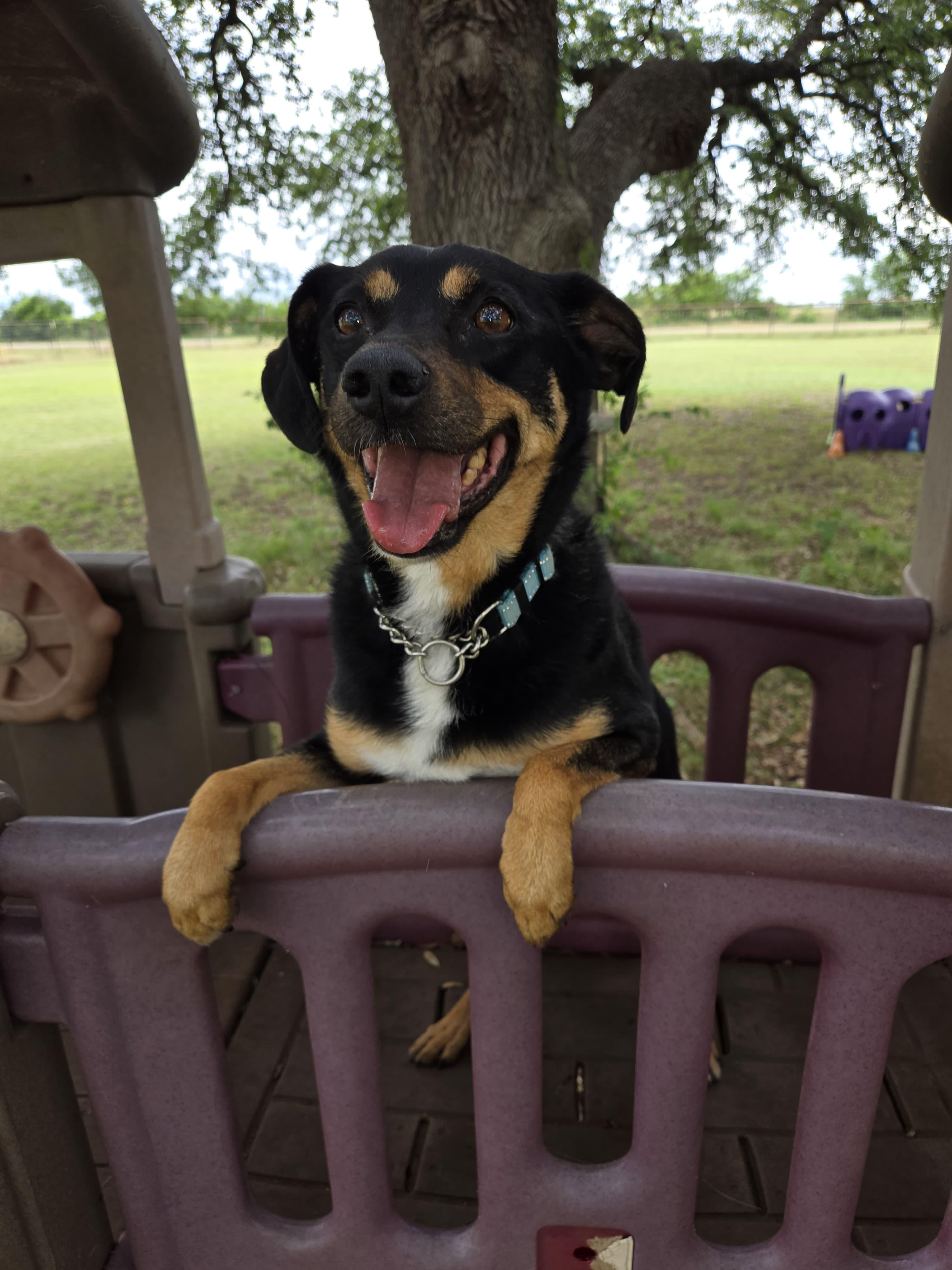 Max AKA Lil Max, a ADOPTABLE mixed breed in Gatesville, TX image 1/4