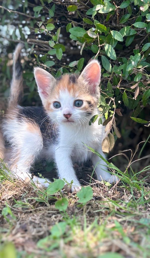 Keely, Adopted, Young Female Domestic Short Hair.
