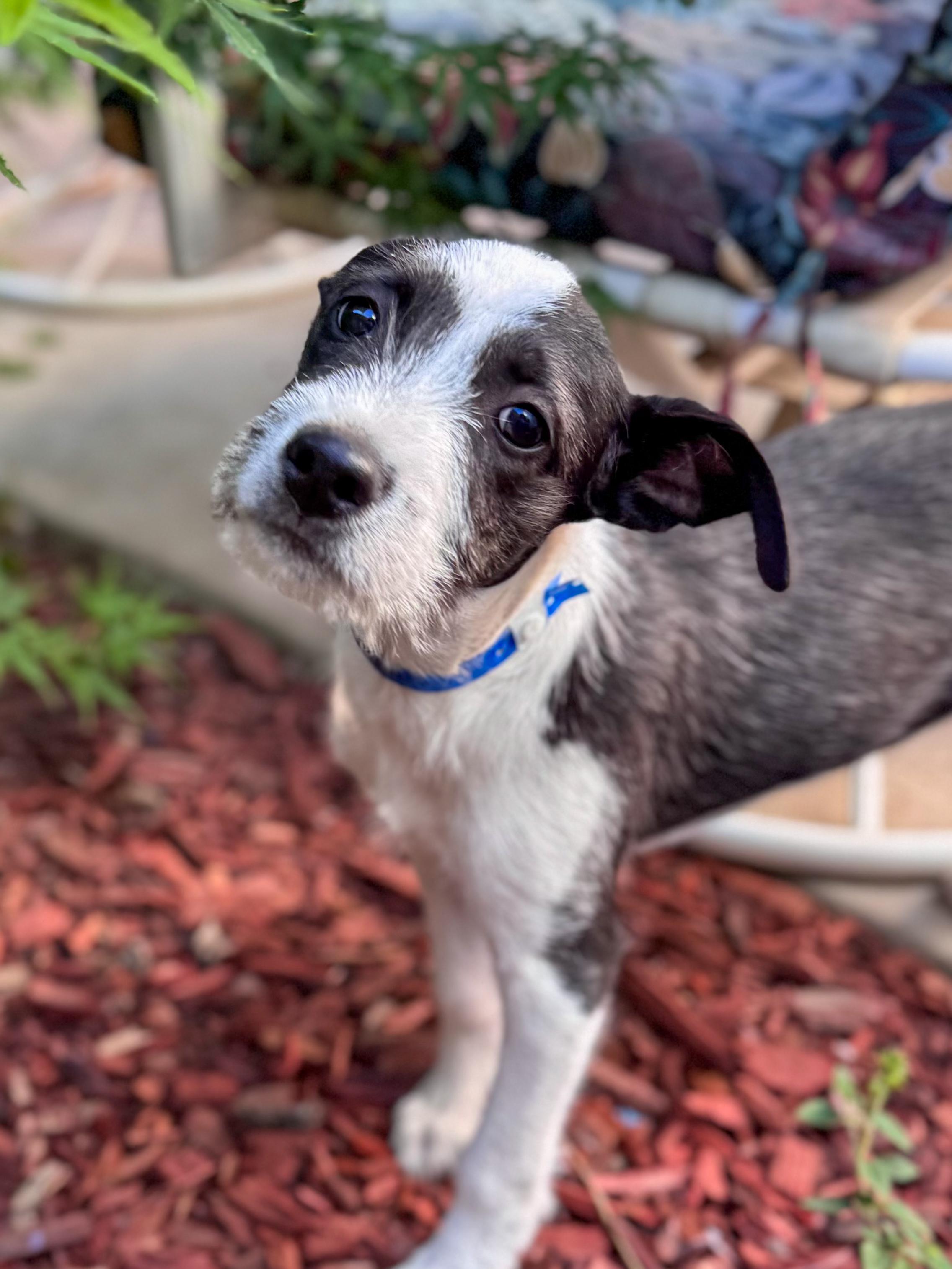Enlarge BABY TATER, a Adoptable mixed breed in Fresno, CA image 2/5