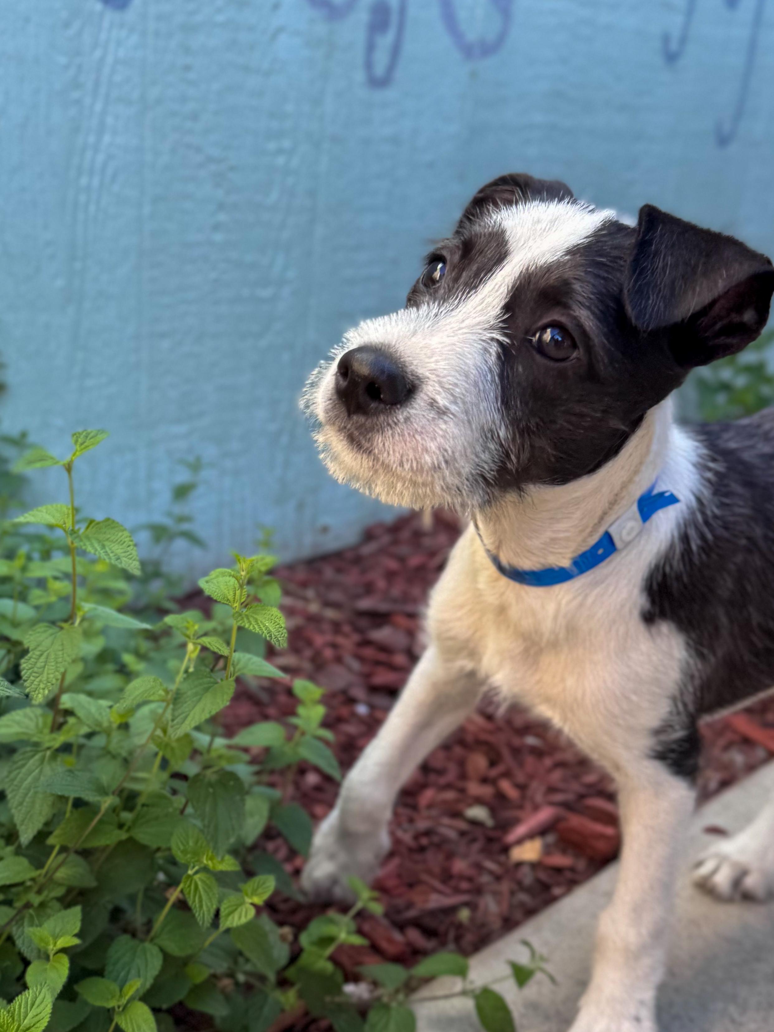 Enlarge BABY TATER, a Adoptable mixed breed in Fresno, CA image 4/5