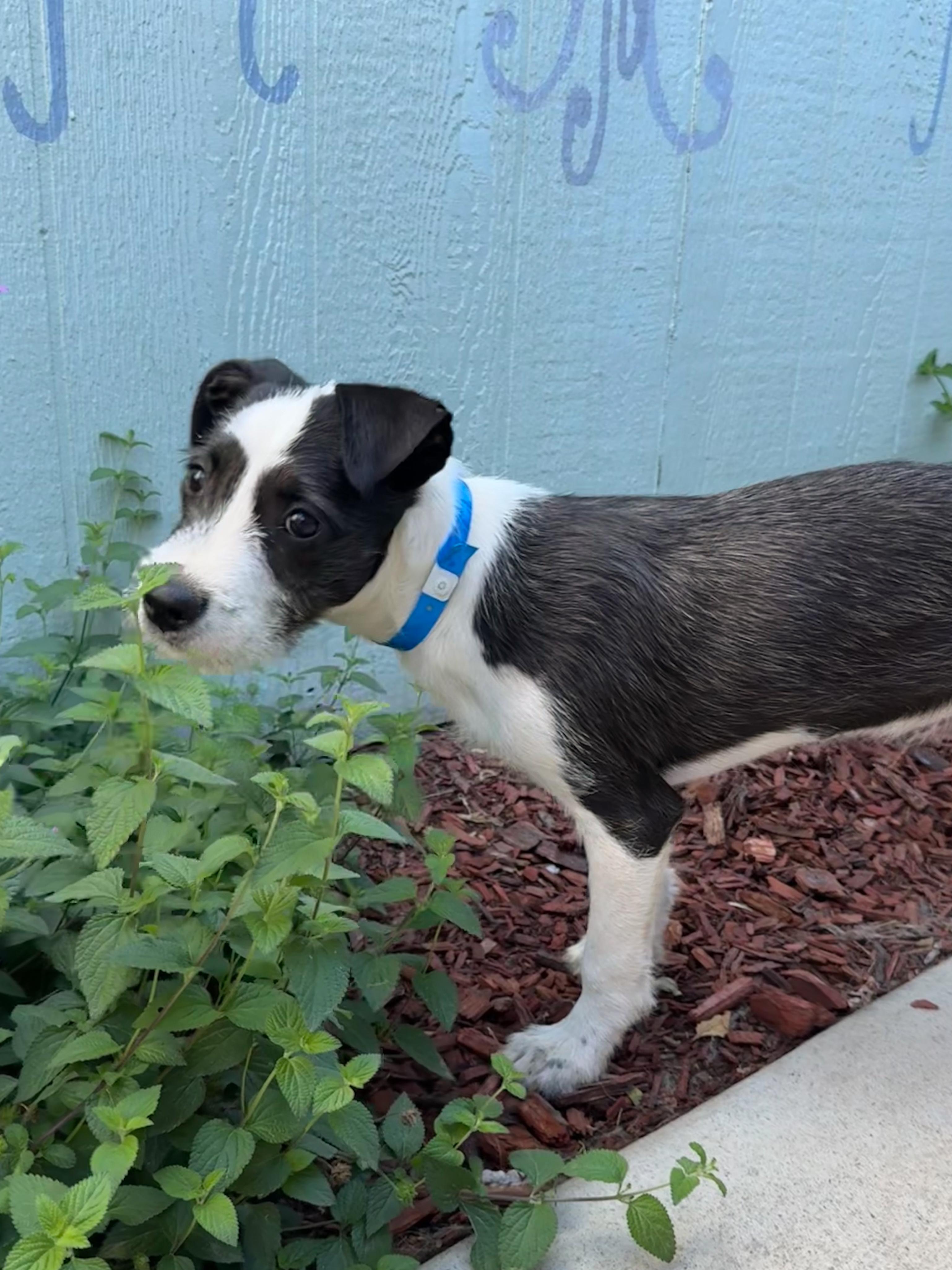 Enlarge BABY TATER, a Adoptable mixed breed in Fresno, CA image 5/5