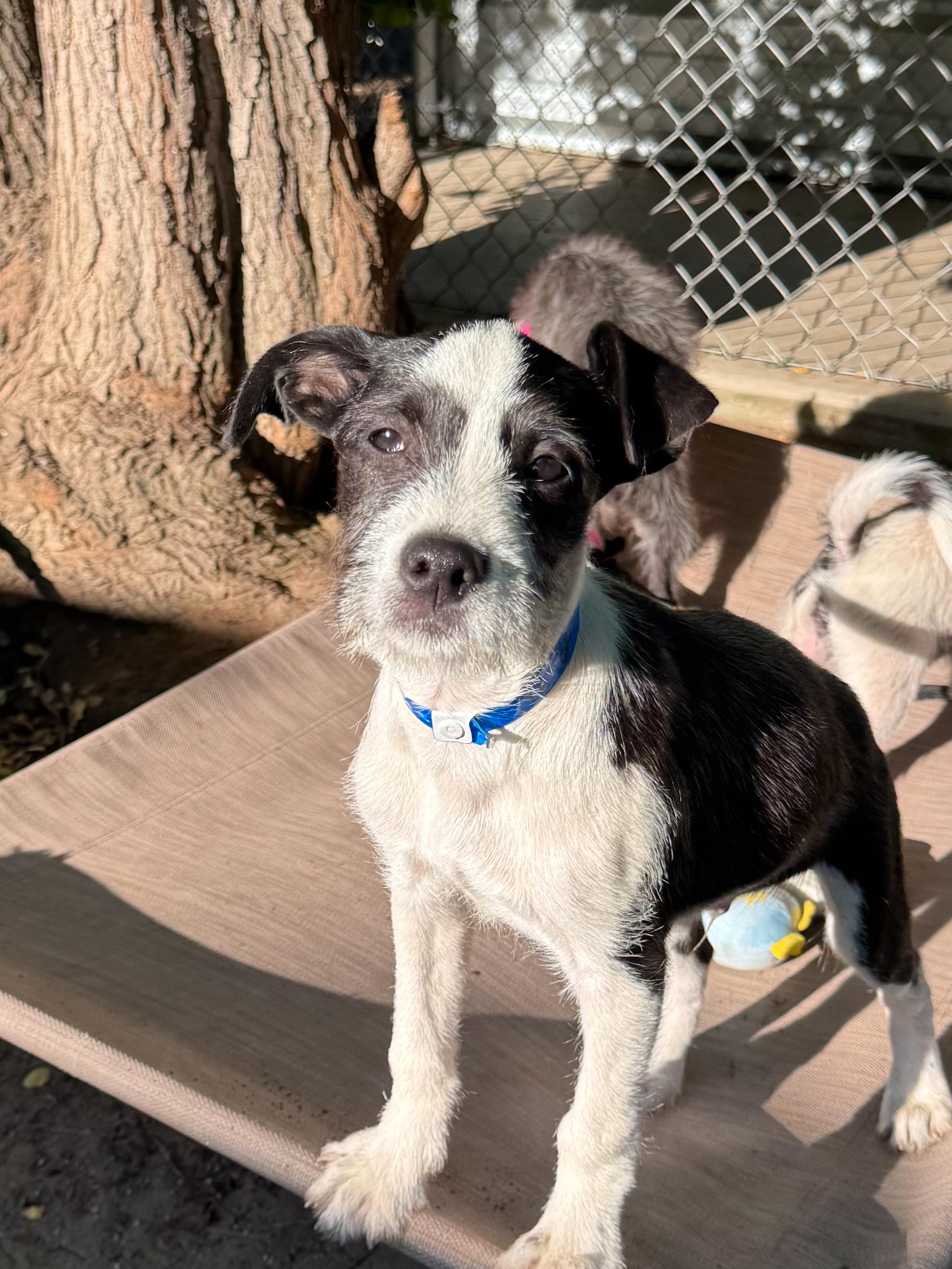 Enlarge BABY TATER, a Adoptable mixed breed in Fresno, CA image 3/5