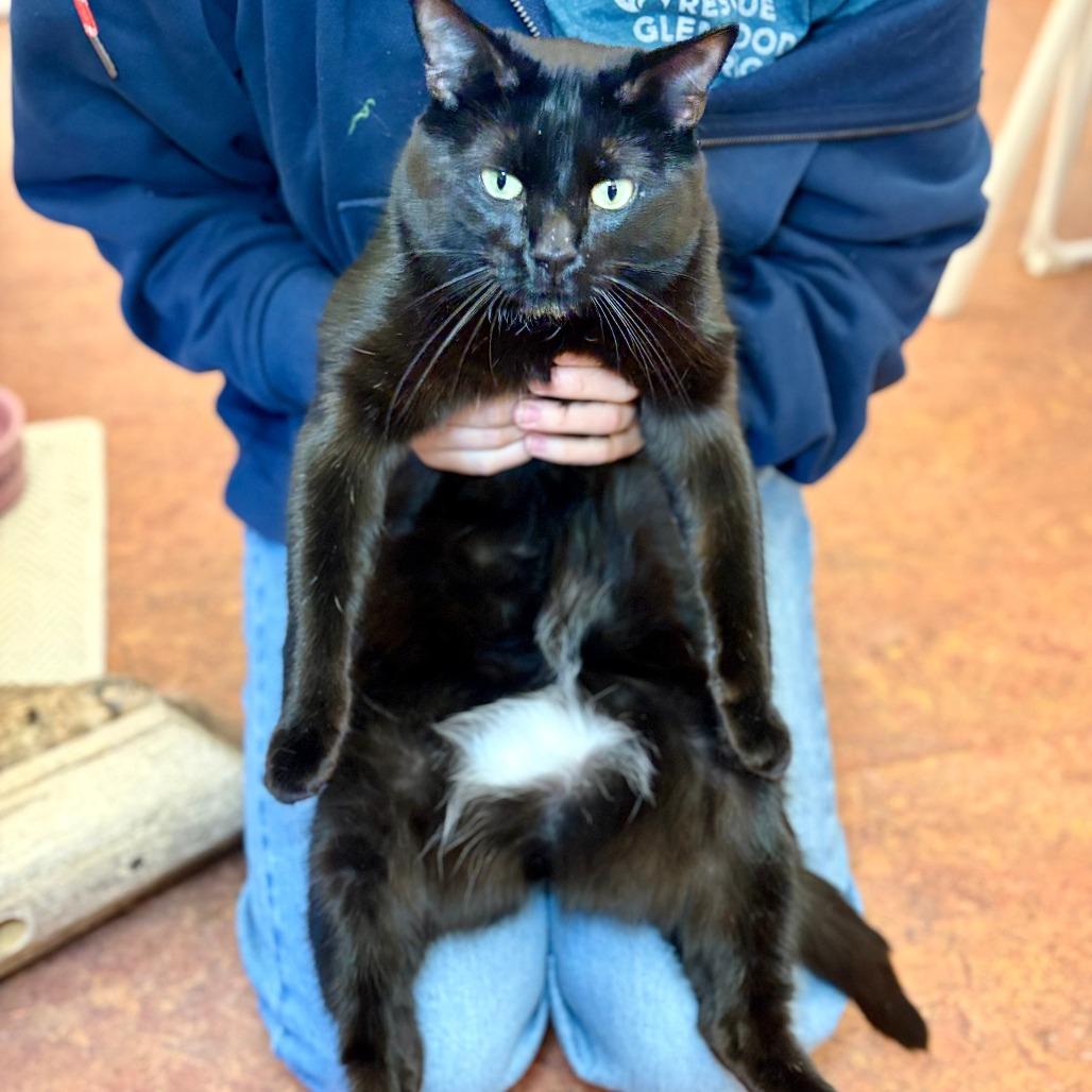 Caba, Adoptable, Adult Male Domestic Short Hair.