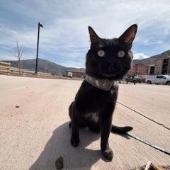 Caba, Adoptable, Adult Male Domestic Short Hair.