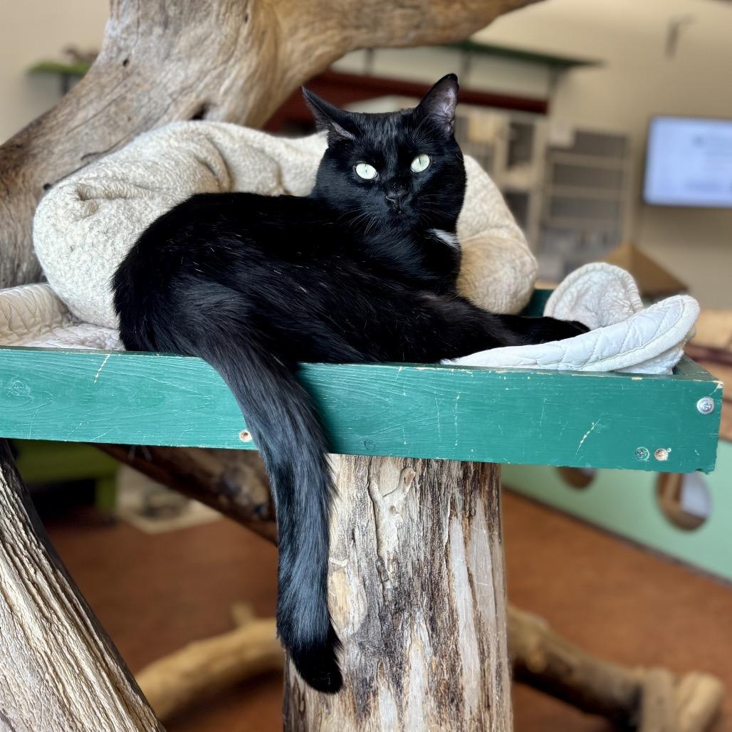 Caba, a Adoptable Domestic Short Hair in Glenwood Springs, CO image 3/6