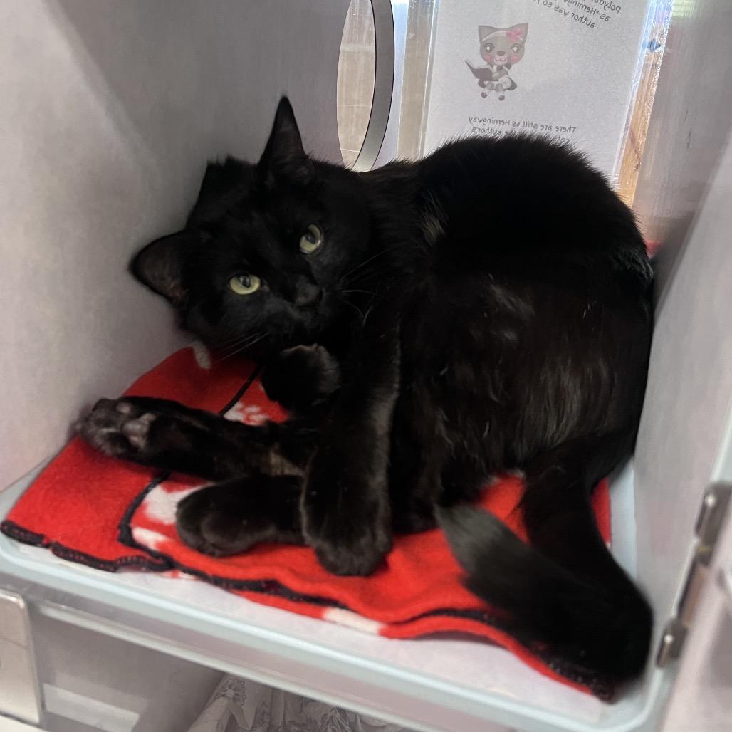 Caba, a Adoptable Domestic Short Hair in Glenwood Springs, CO image 3/6