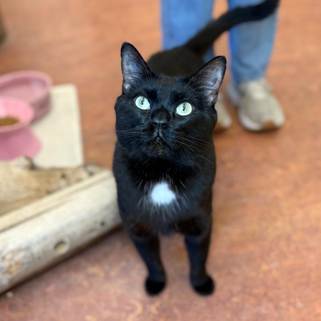 Caba, a Adoptable Domestic Short Hair in Glenwood Springs, CO image 4/6