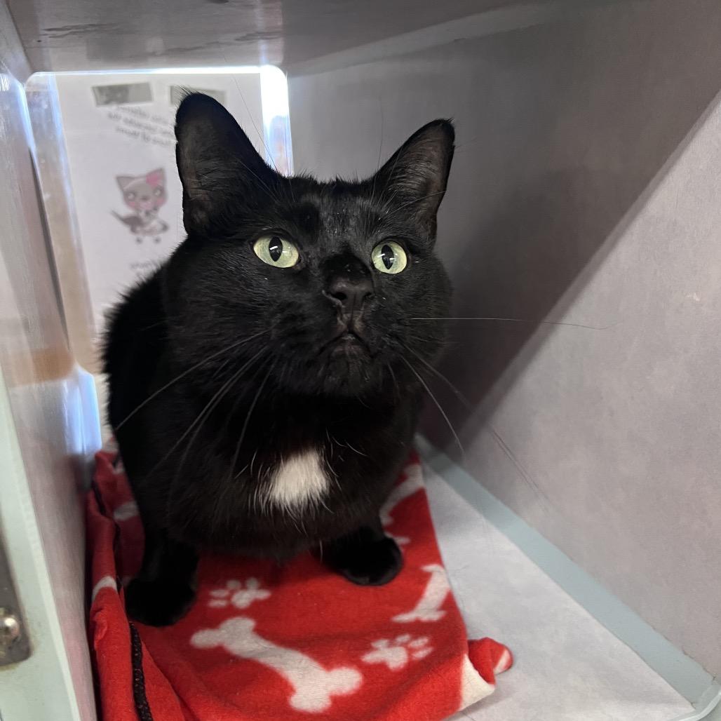 Caba, a Adoptable Domestic Short Hair in Glenwood Springs, CO image 4/6