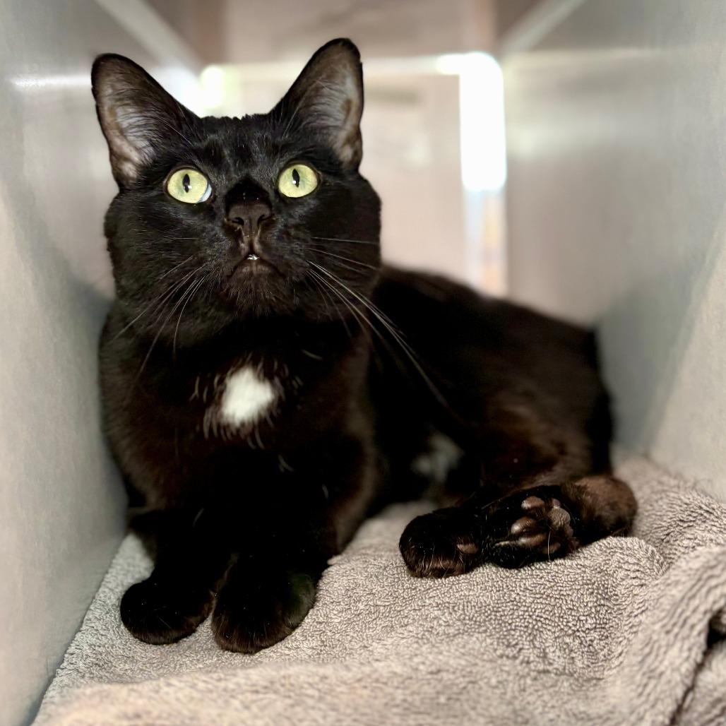 Caba, a Adoptable Domestic Short Hair in Glenwood Springs, CO image 5/6