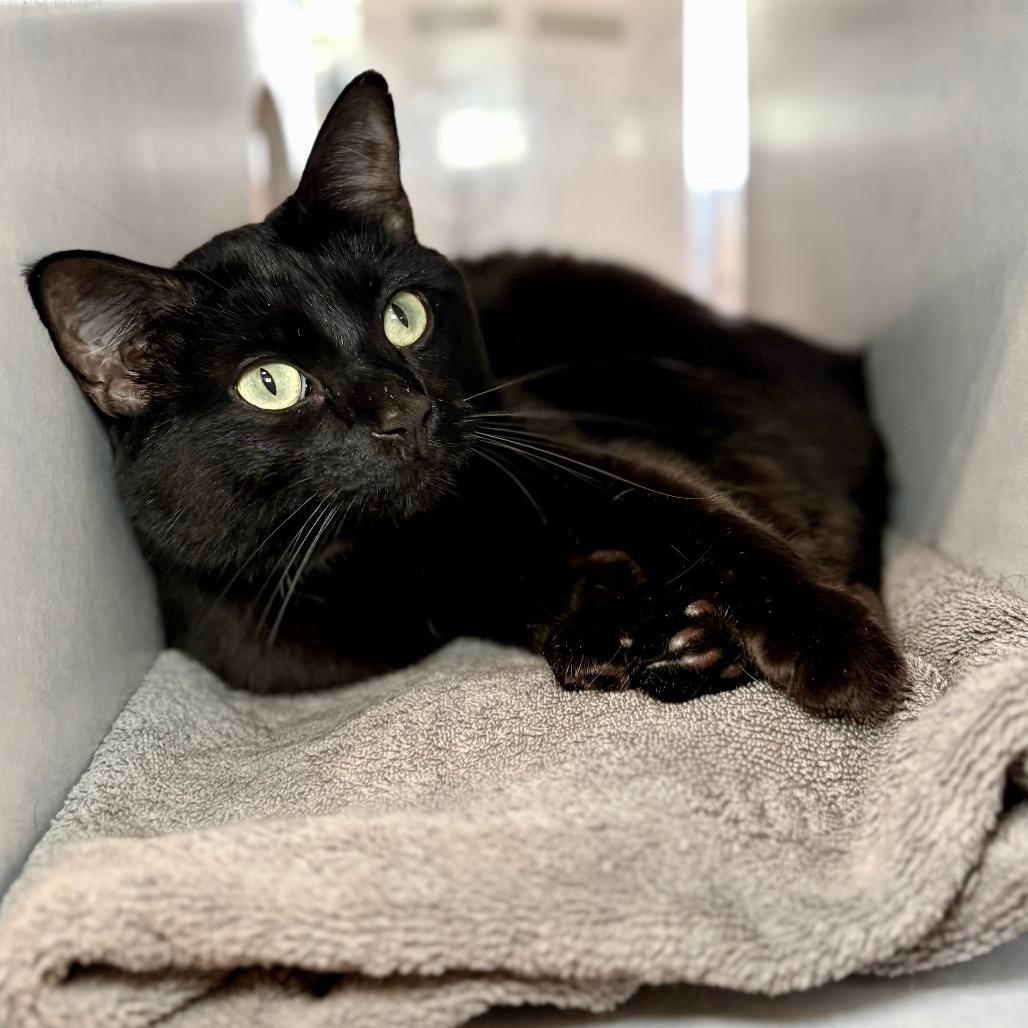 Caba, a Adoptable Domestic Short Hair in Glenwood Springs, CO image 6/6