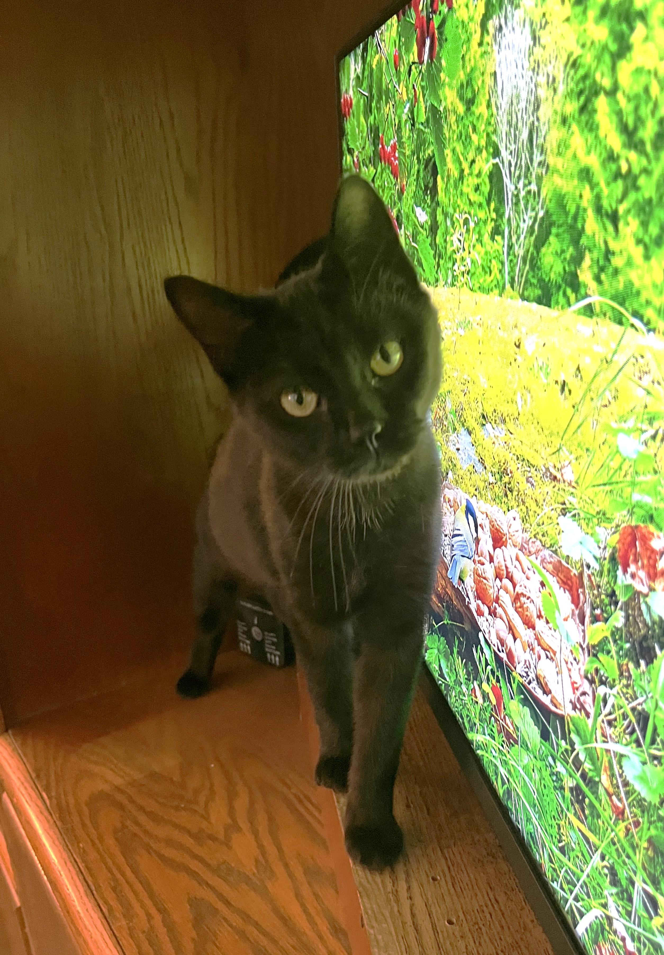 Frederica thumbnail 3