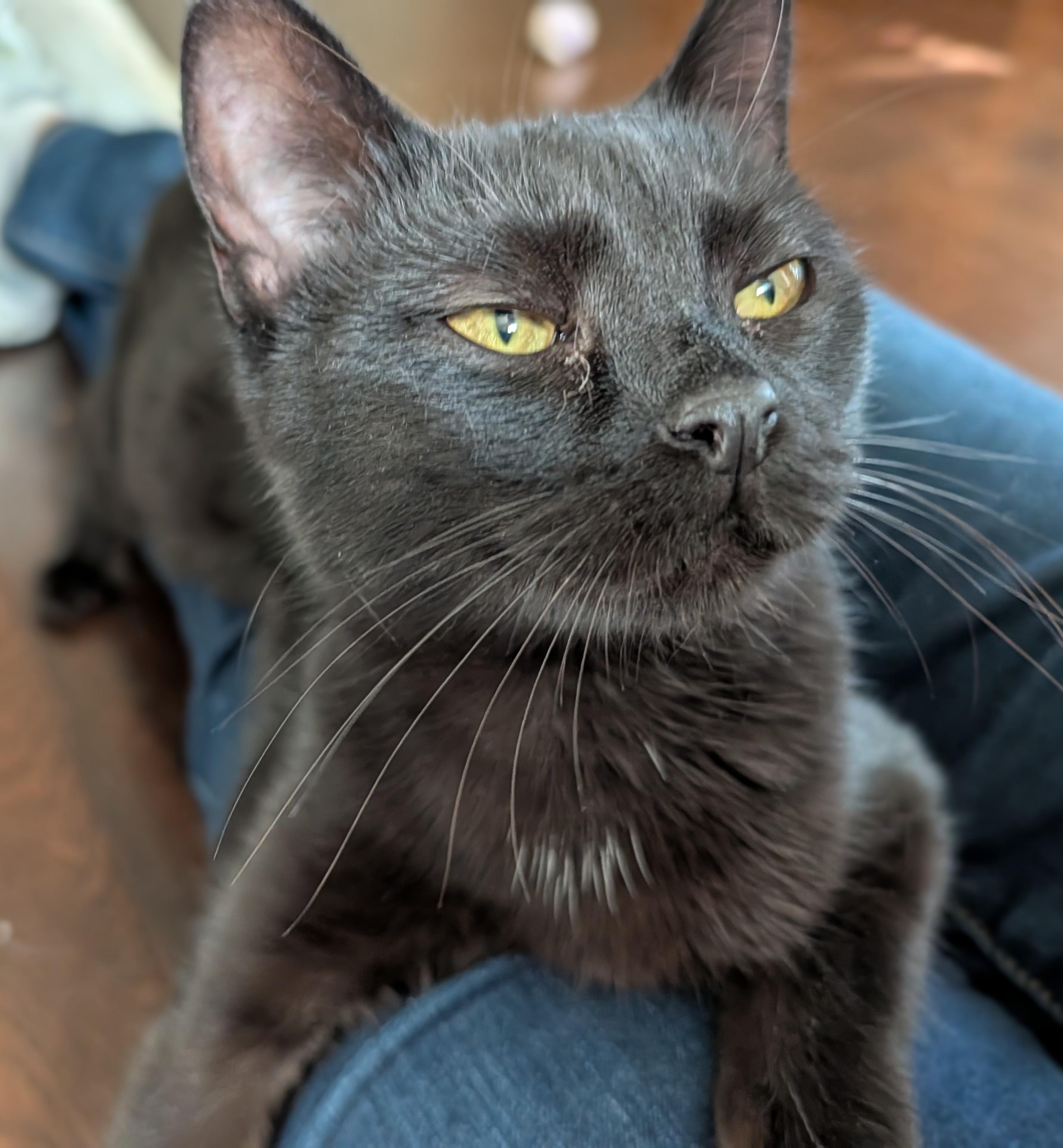 Frederica thumbnail 4