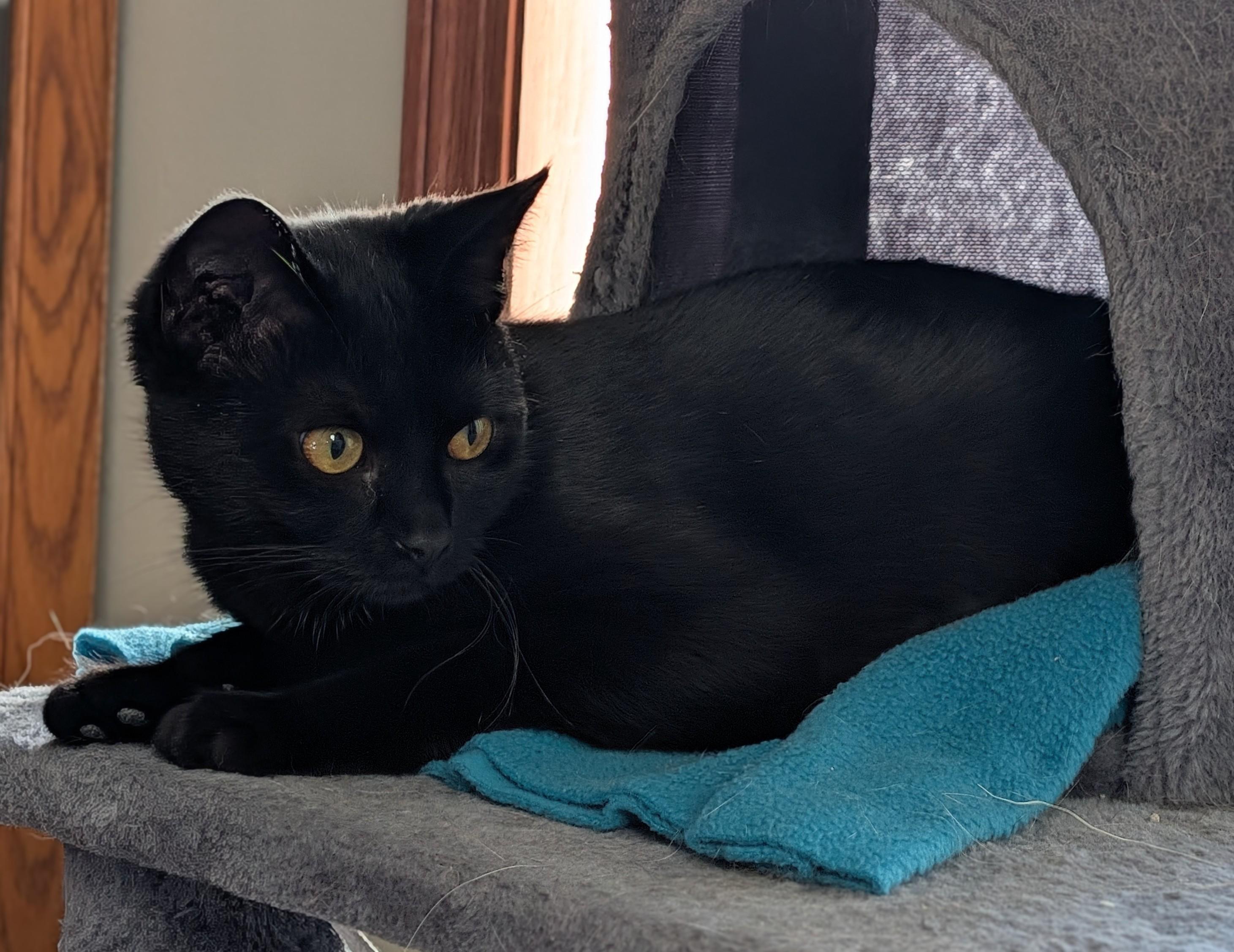 Frederica thumbnail 5