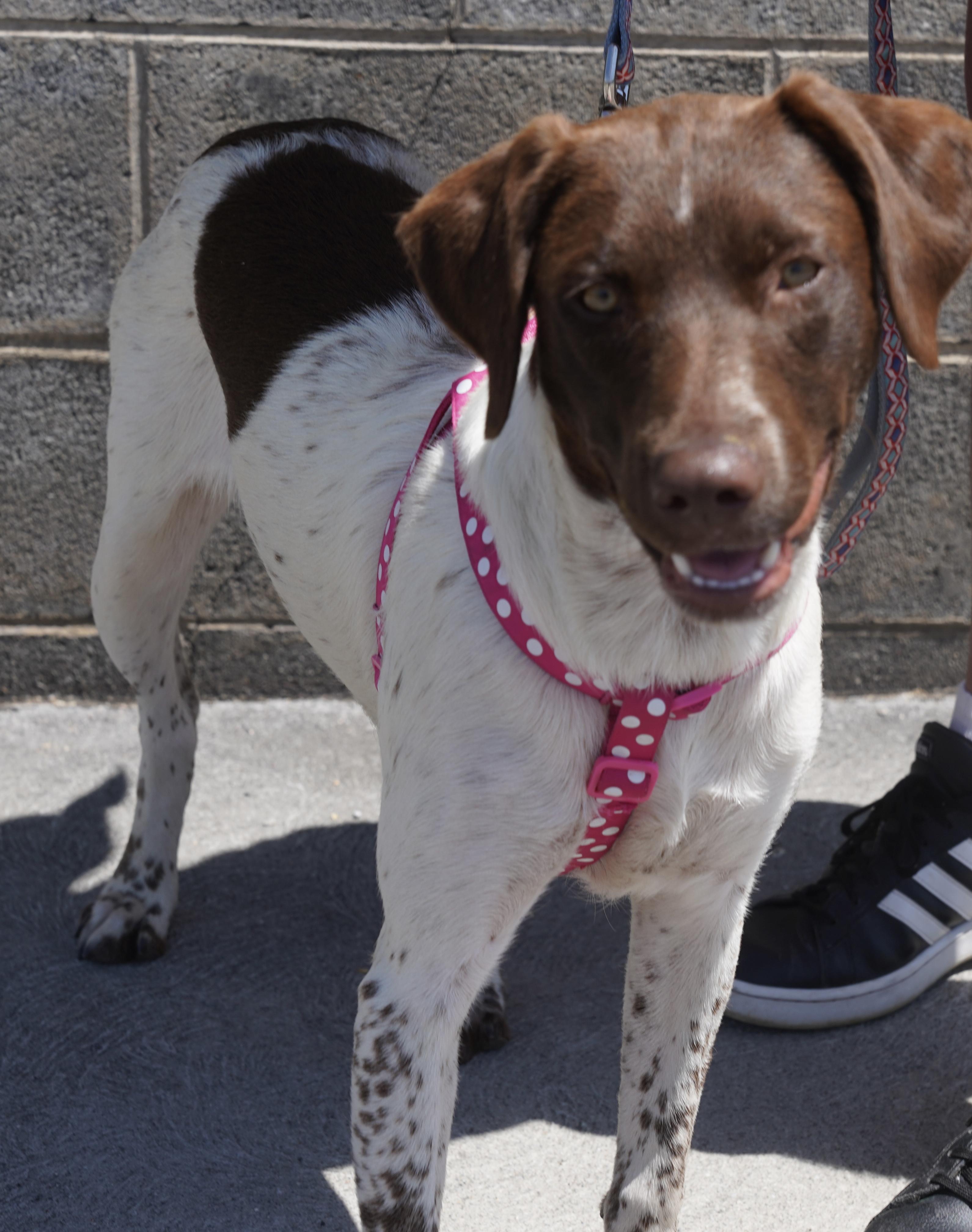 Ginger, a ADOPTABLE German Shorthaired Pointer in Pottsville, PA image 2/4