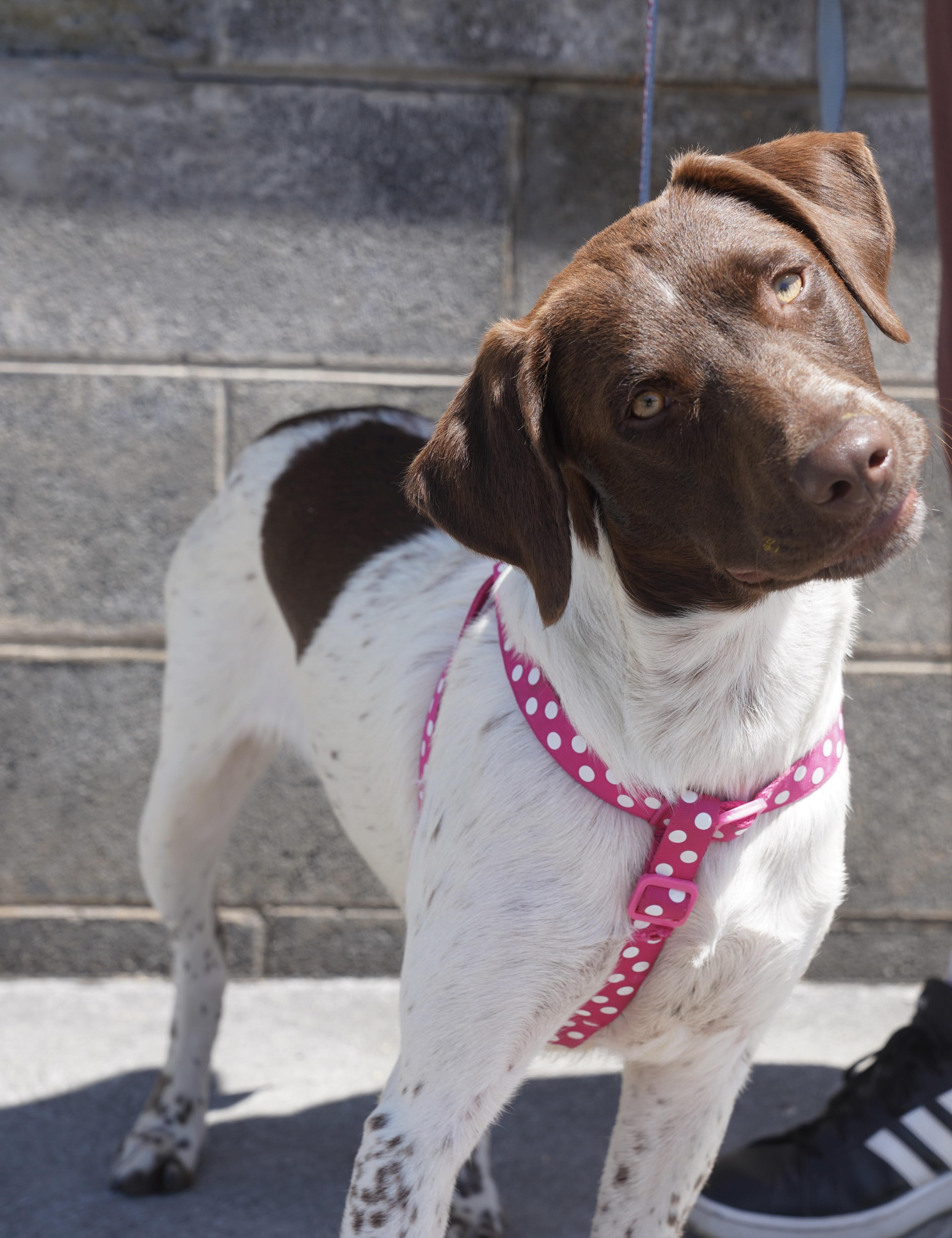 Ginger, ADOPTABLE, Young Female German Shorthaired Pointer.