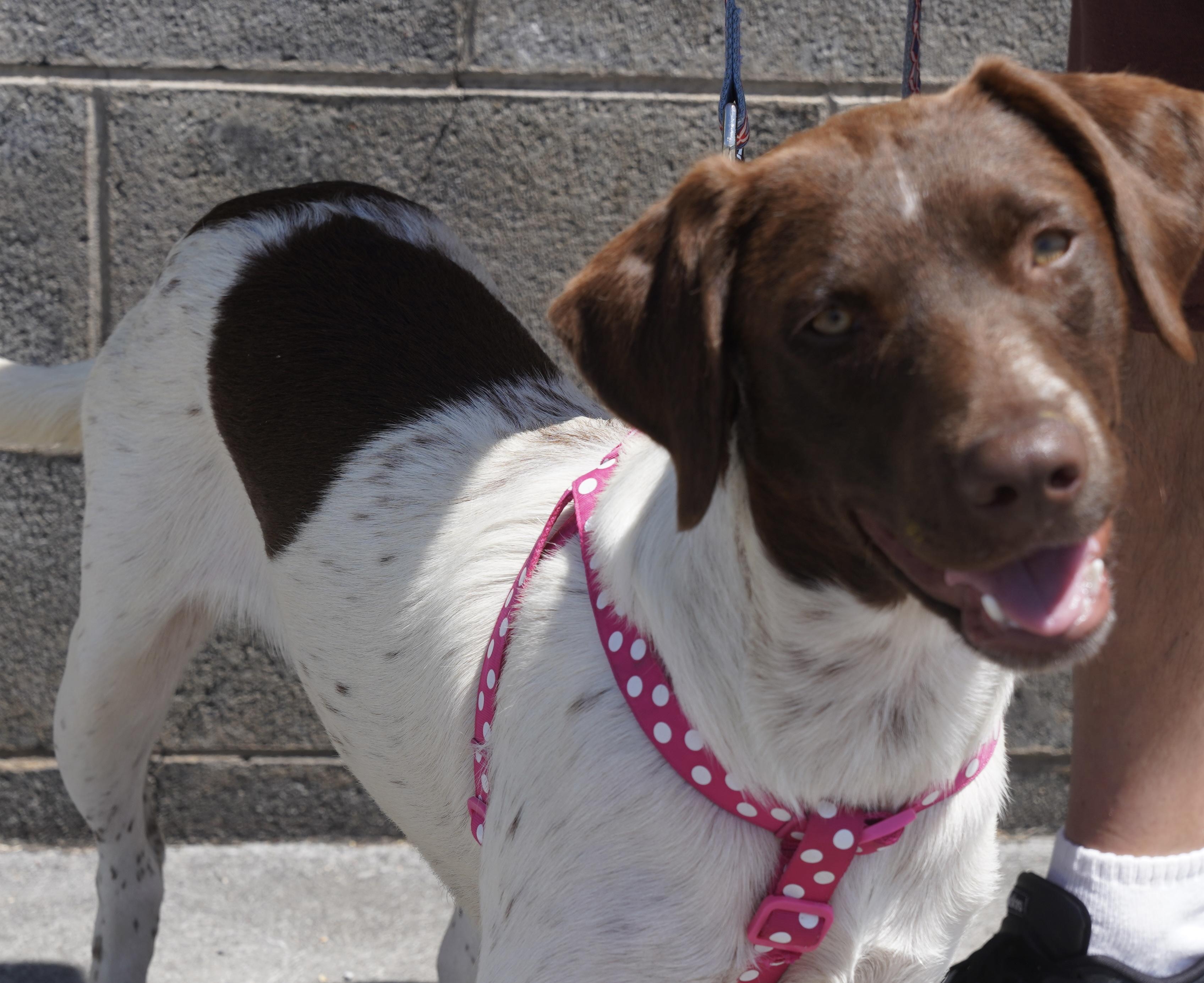 Ginger, a ADOPTABLE German Shorthaired Pointer in Pottsville, PA image 3/4