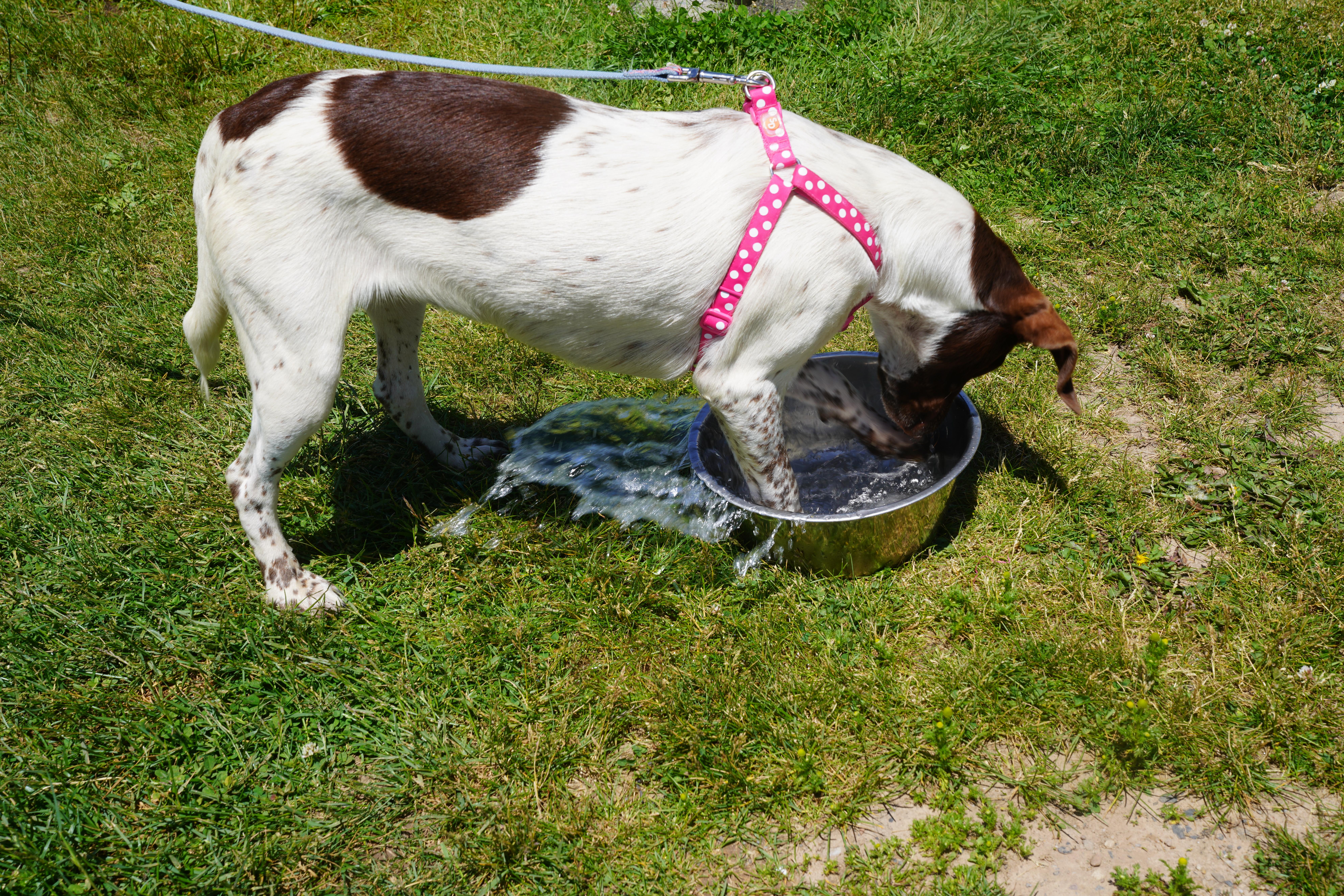 Ginger, a ADOPTABLE German Shorthaired Pointer in Pottsville, PA image 4/4