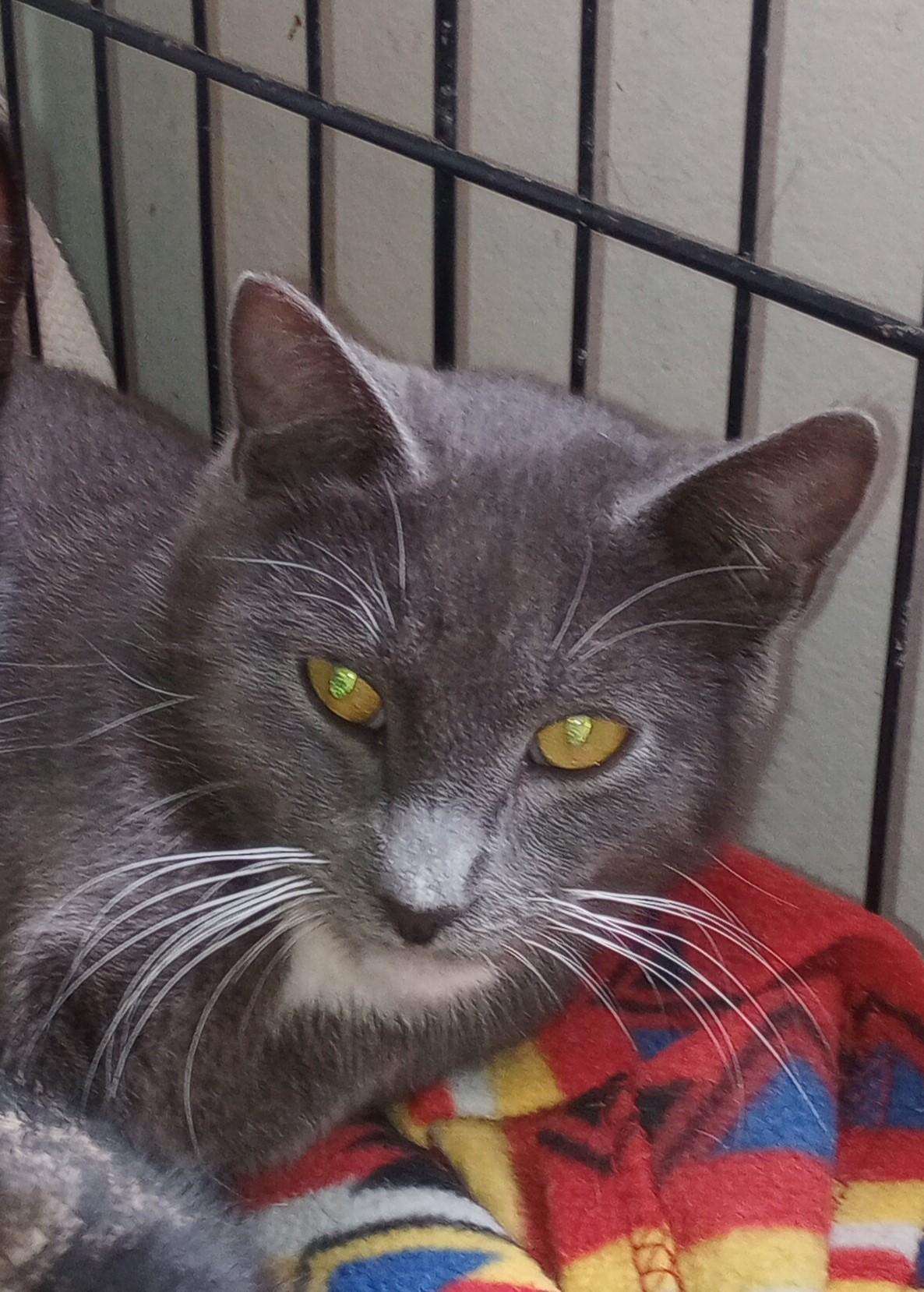 JW, an adoptable Domestic Short Hair in Santa Rosa, CA, 95404 | Photo Image 1