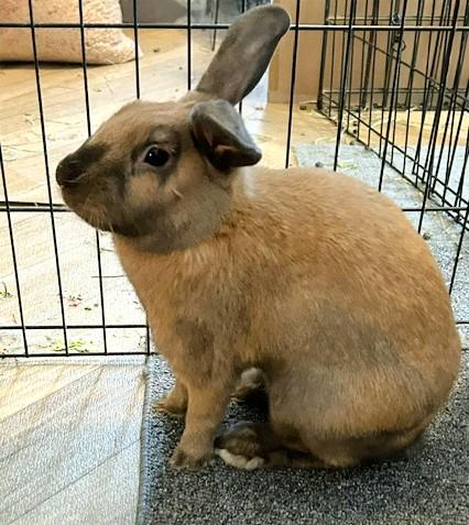 Romeo, adopted, Adult Male Bunny Rabbit.