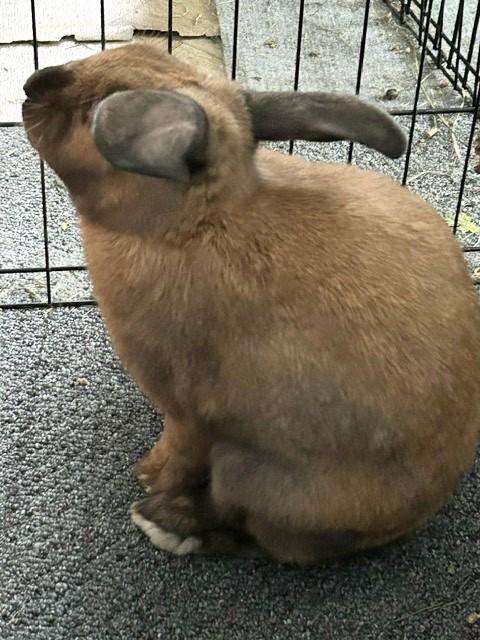 Enlarge Romeo, an adopted mixed breed in Utica, NY image 5/6