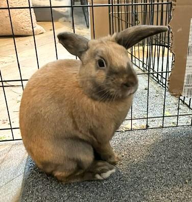 Enlarge Romeo, an adopted mixed breed in Utica, NY image 2/6
