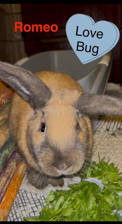 Enlarge Romeo, an adopted mixed breed in Utica, NY image 4/6
