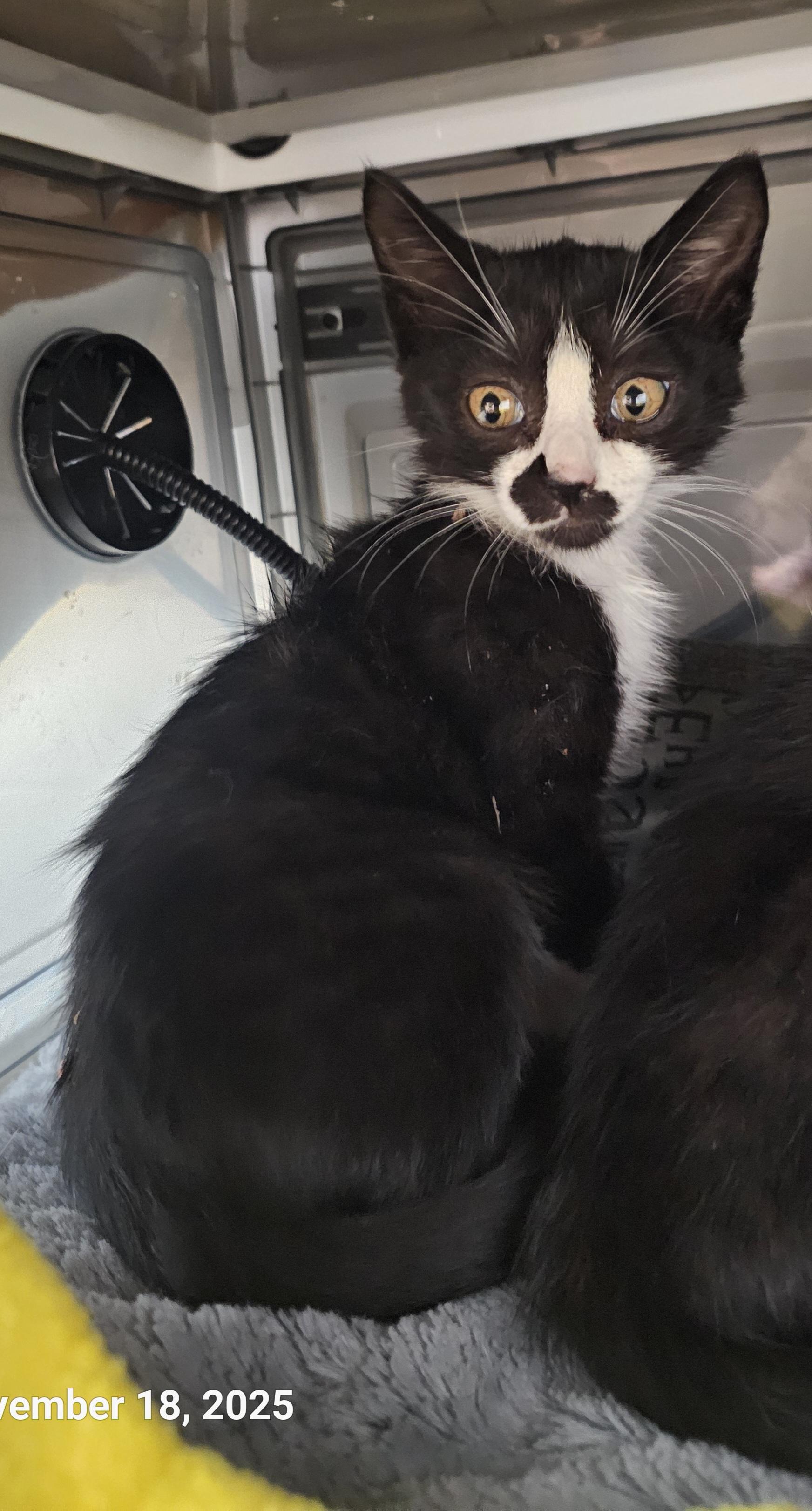 Enlarge Meso, a Adopted mixed breed in St Petersburg, FL image 1/5