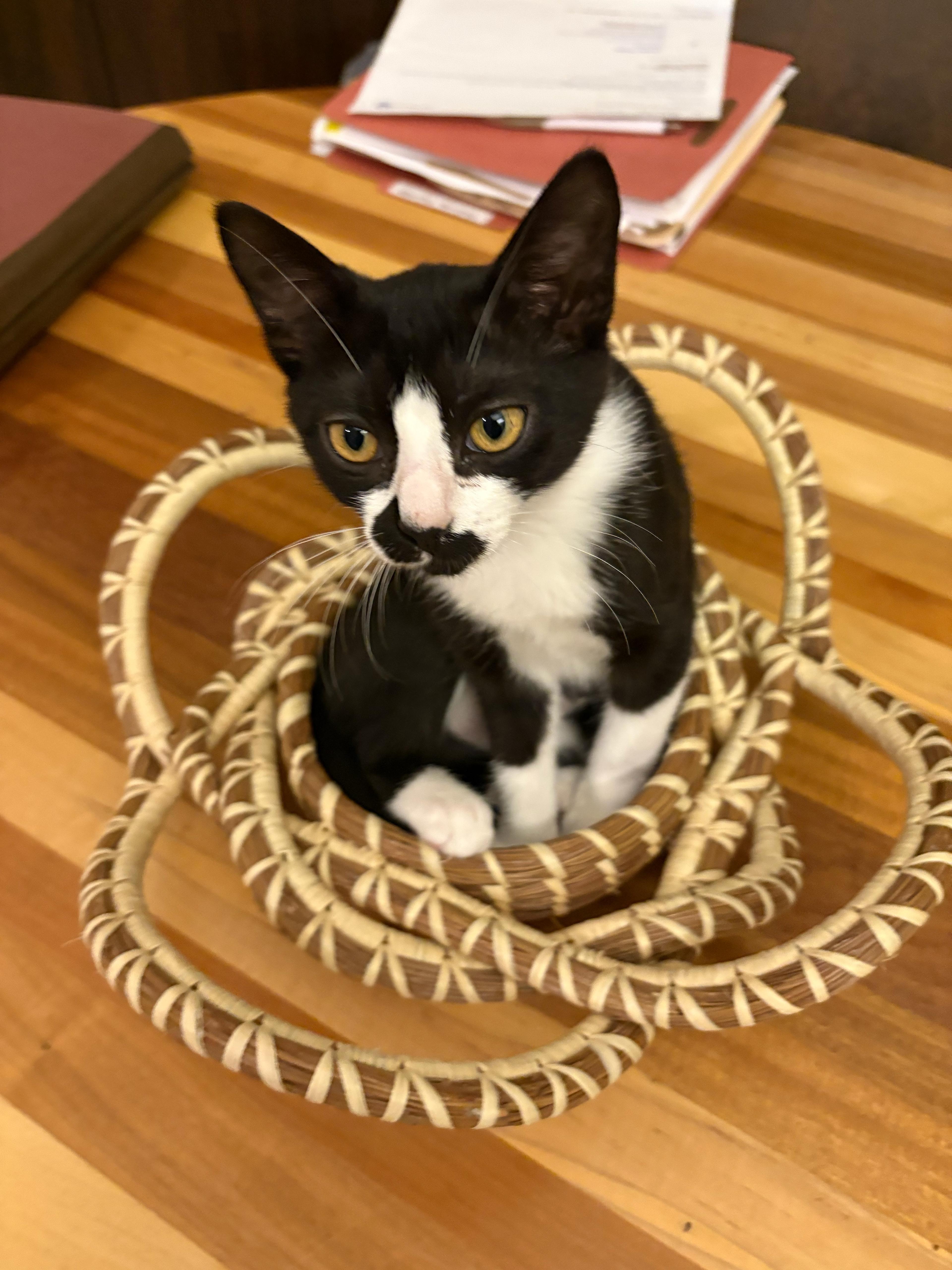 Enlarge Meso, a Adopted mixed breed in St Petersburg, FL image 2/5