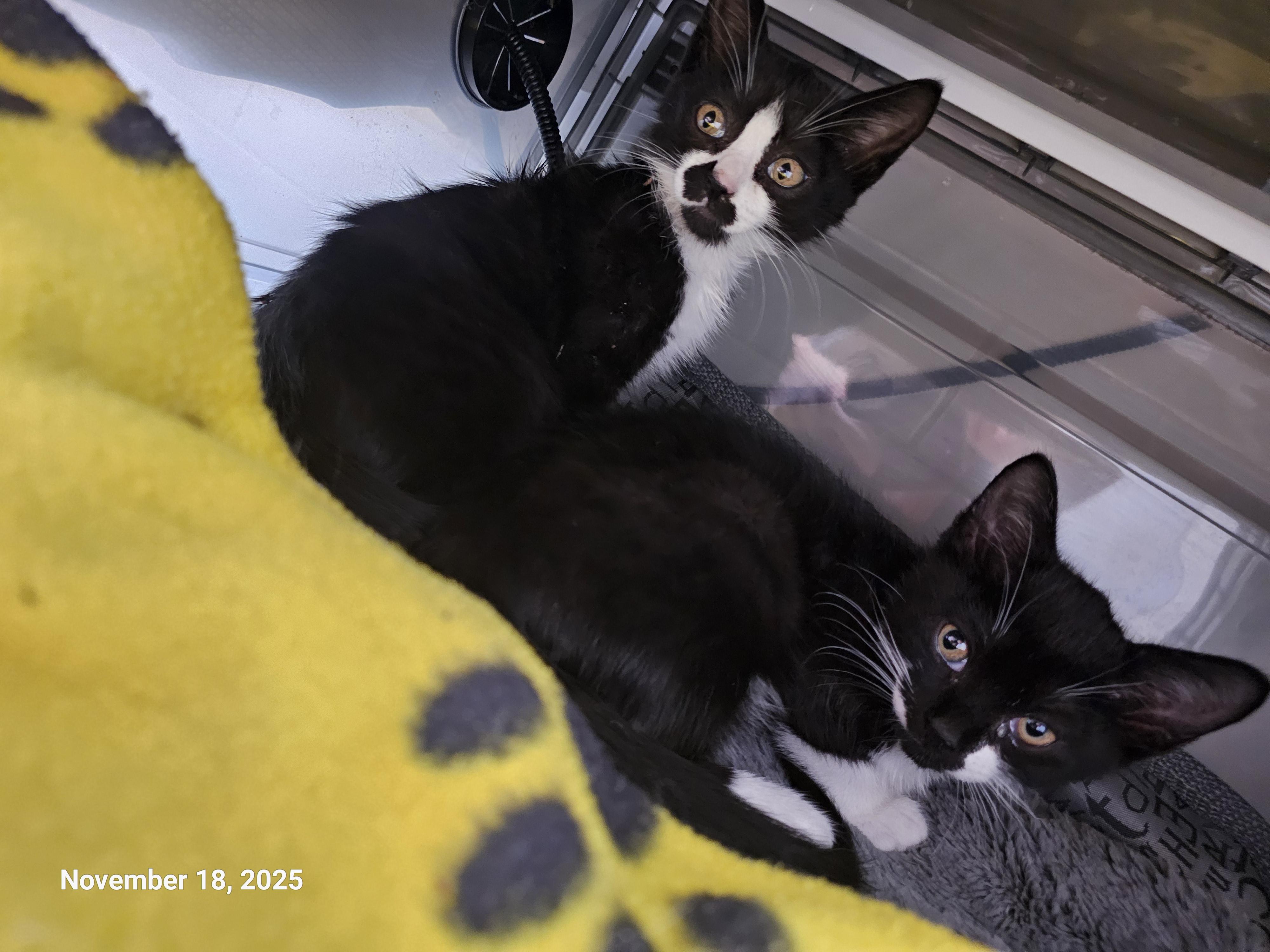 Enlarge Meso, a Adopted mixed breed in St Petersburg, FL image 3/5