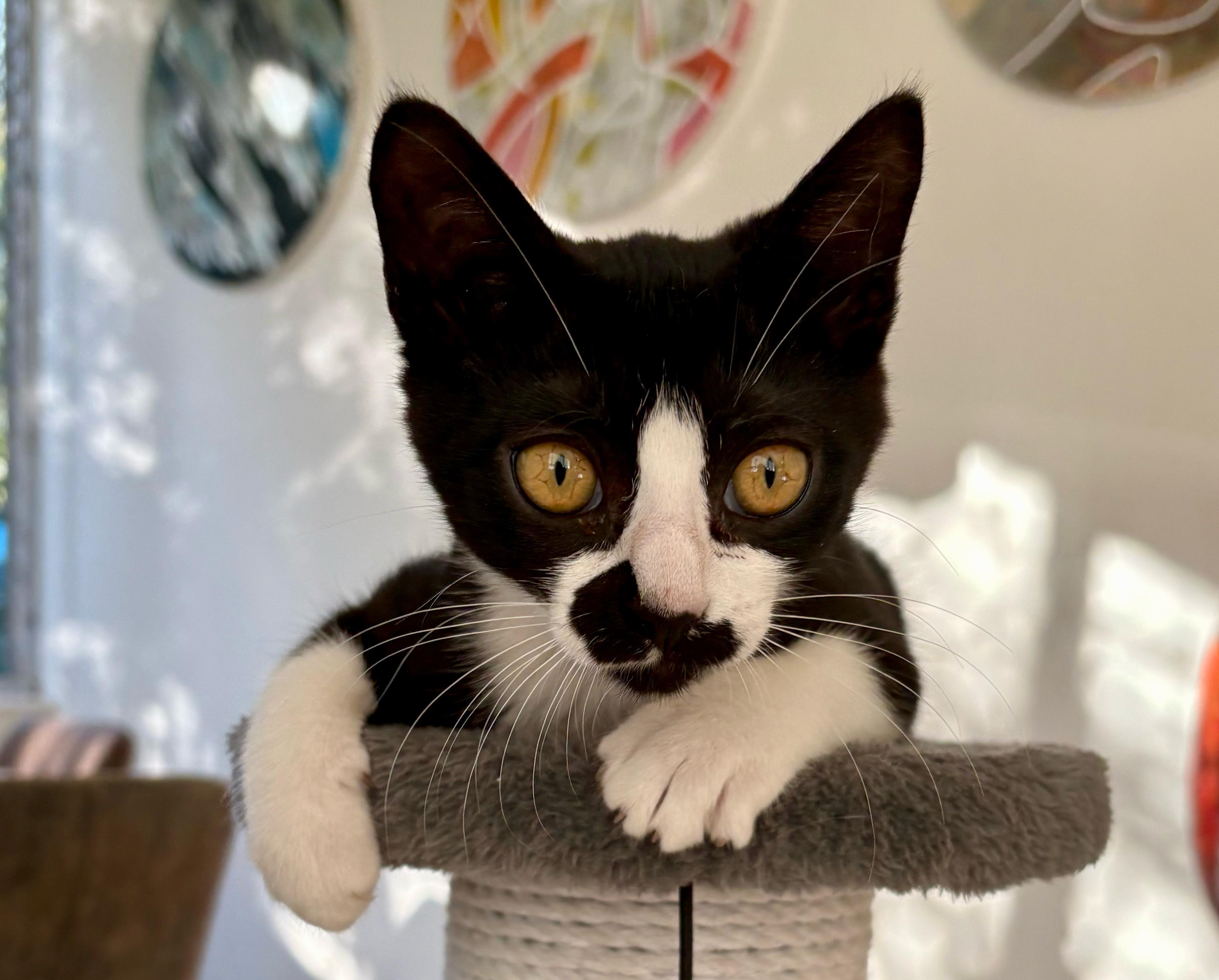 Enlarge Meso, a Adopted mixed breed in St Petersburg, FL image 4/5