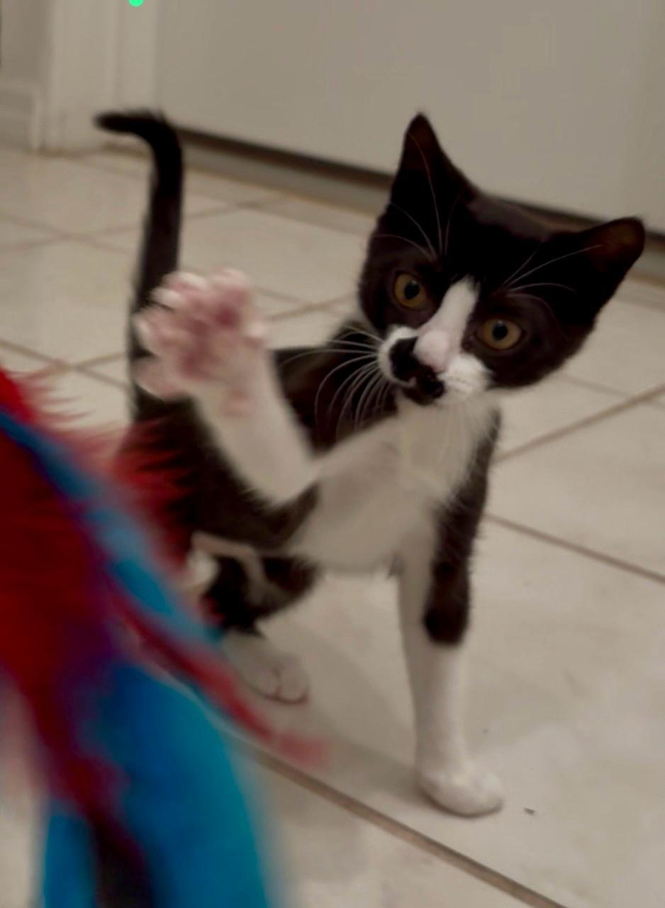 Enlarge Meso, a Adopted mixed breed in St Petersburg, FL image 5/5