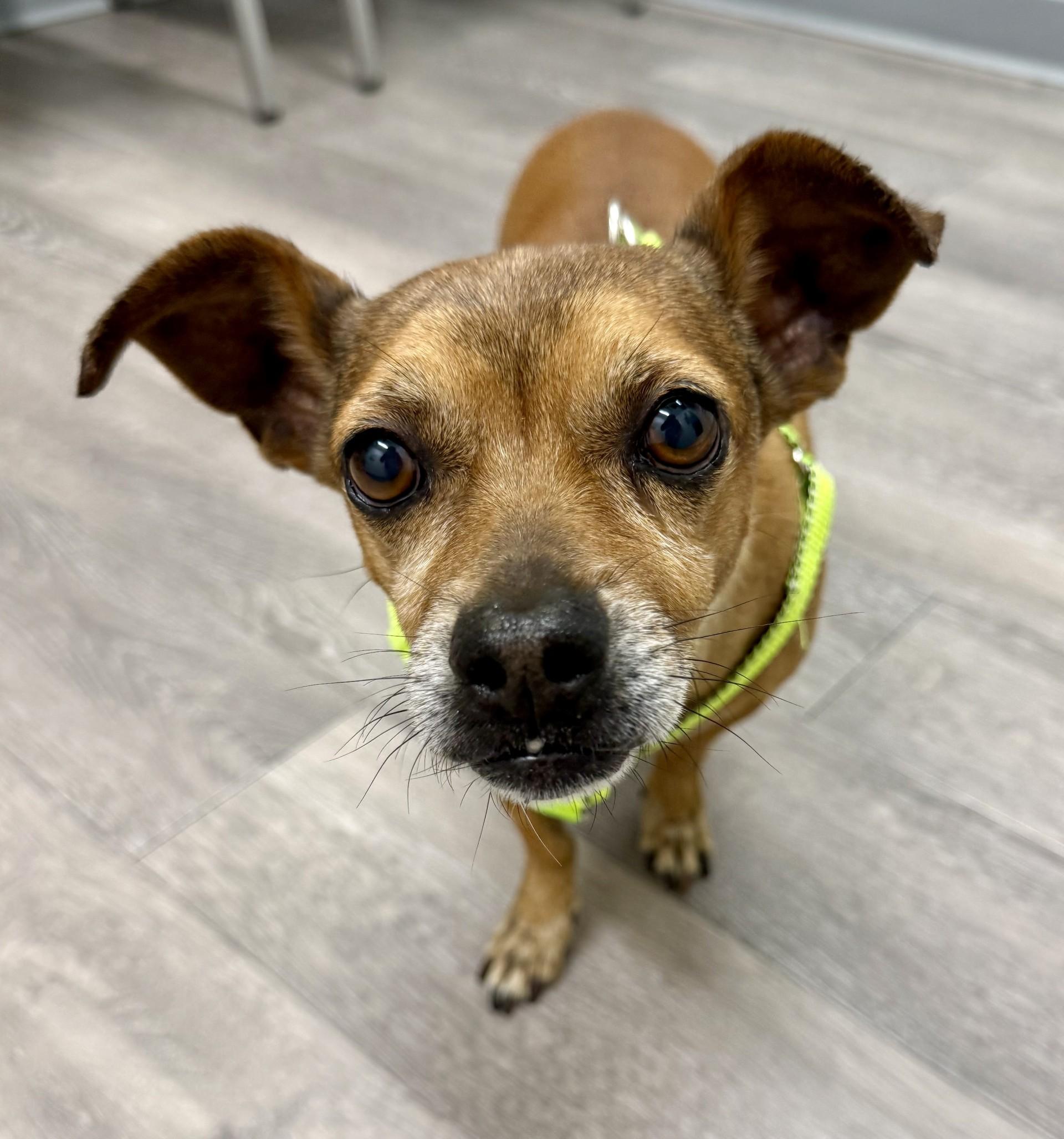 Pazookie, a ADOPTABLE mixed breed in Los Alamitos, CA image 3/6