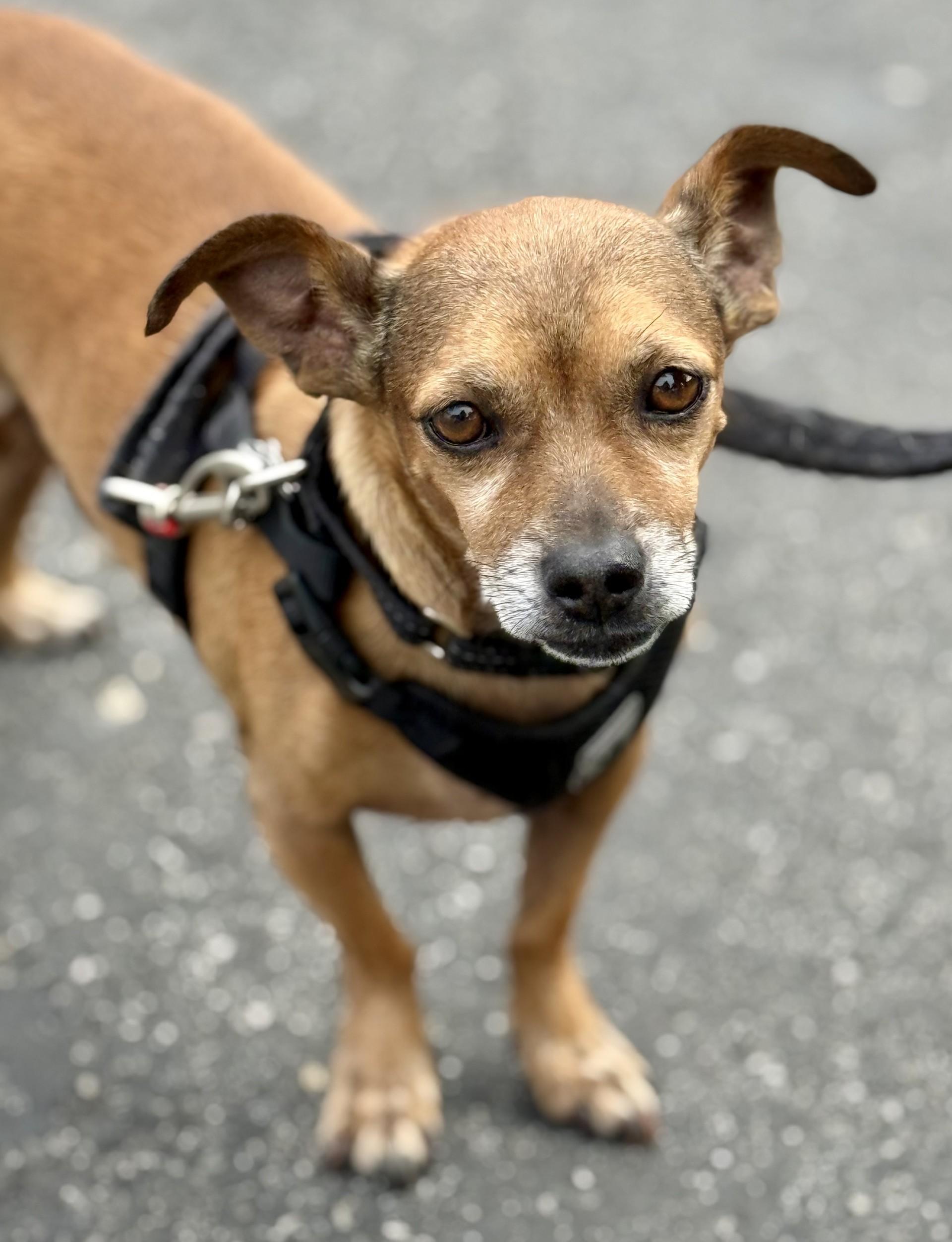 Enlarge Pazookie, a Adoptable mixed breed in Los Alamitos, CA image 6/6