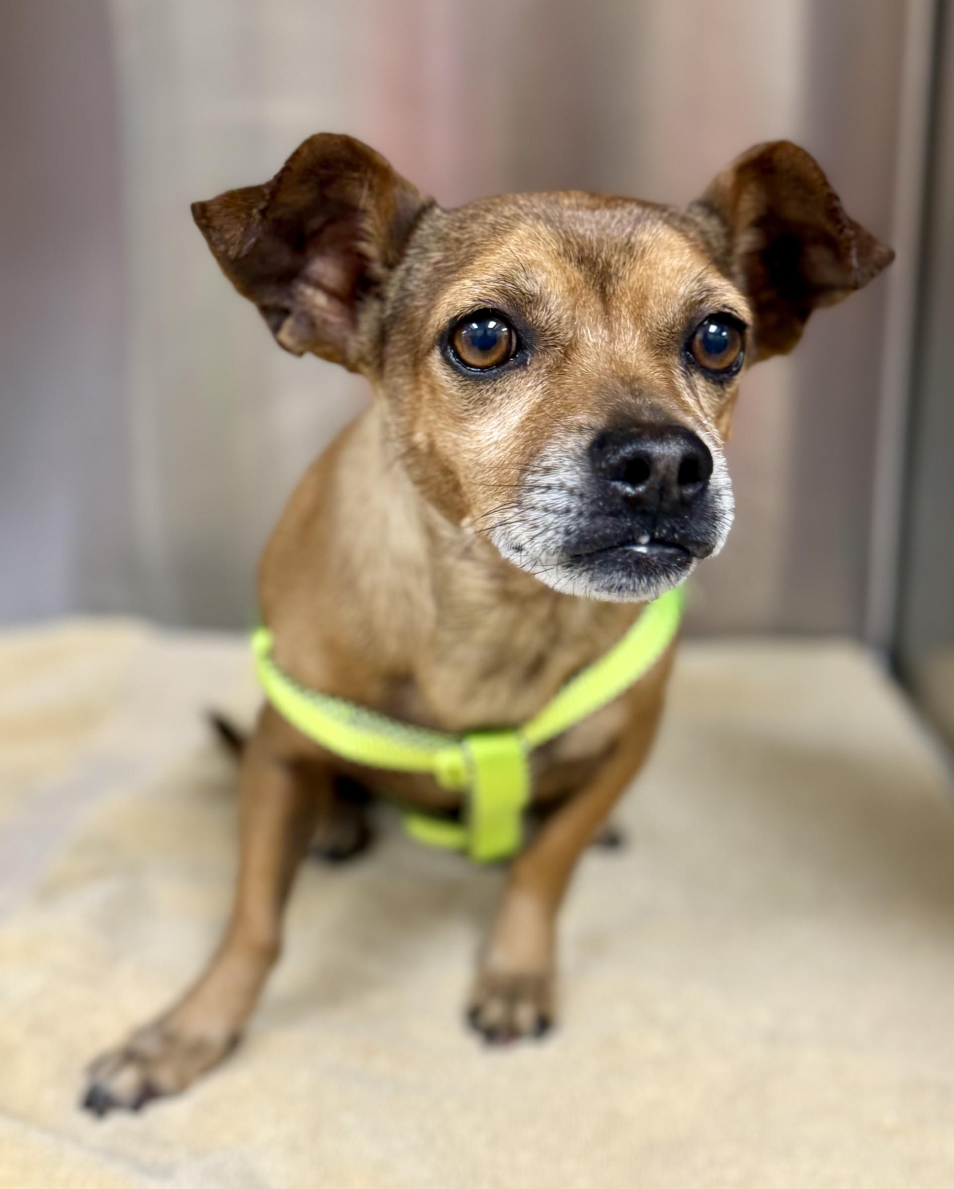 Pazookie, a ADOPTABLE mixed breed in Los Alamitos, CA image 5/6