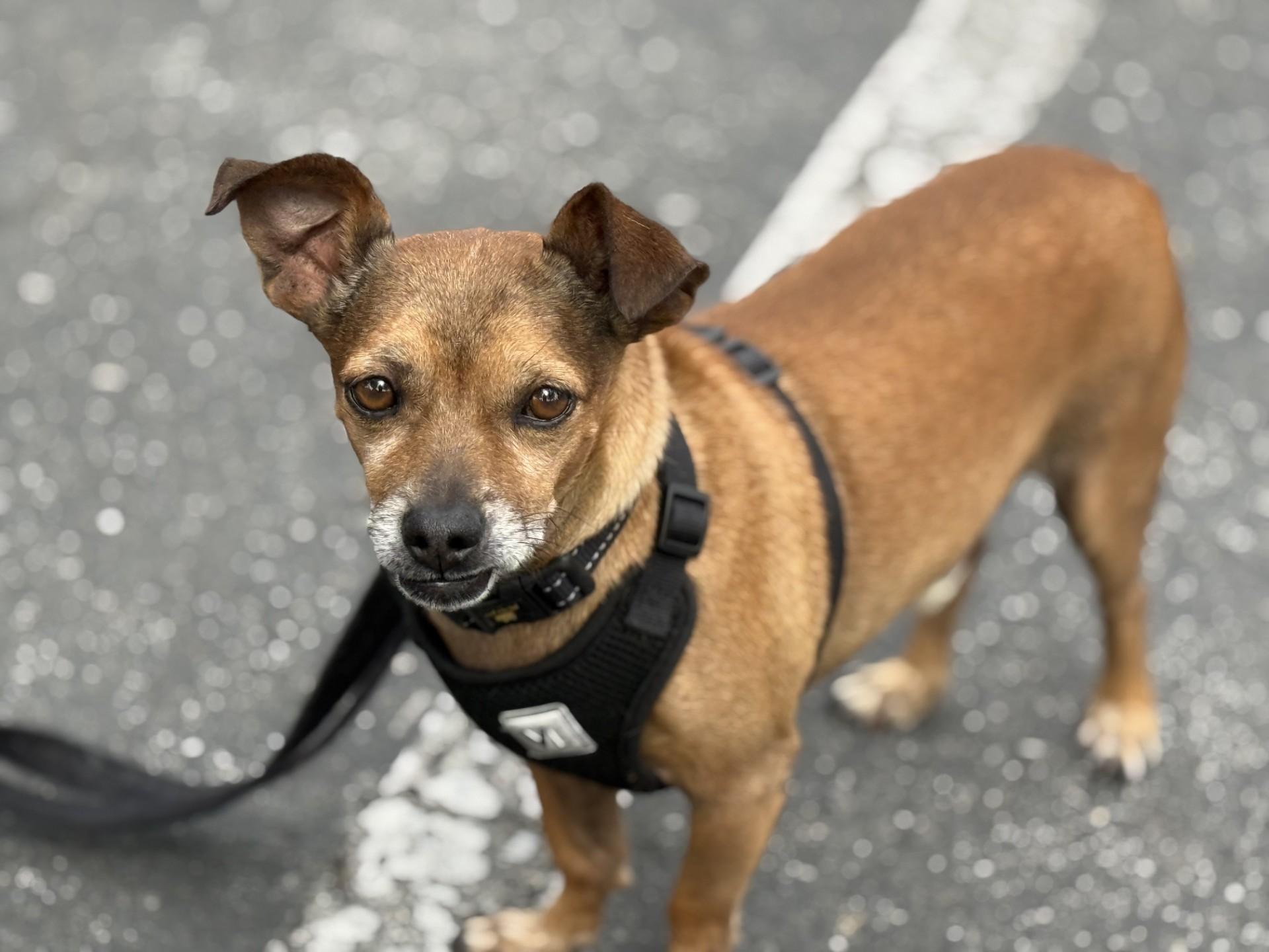 Enlarge Pazookie, a Adoptable mixed breed in Los Alamitos, CA image 5/6