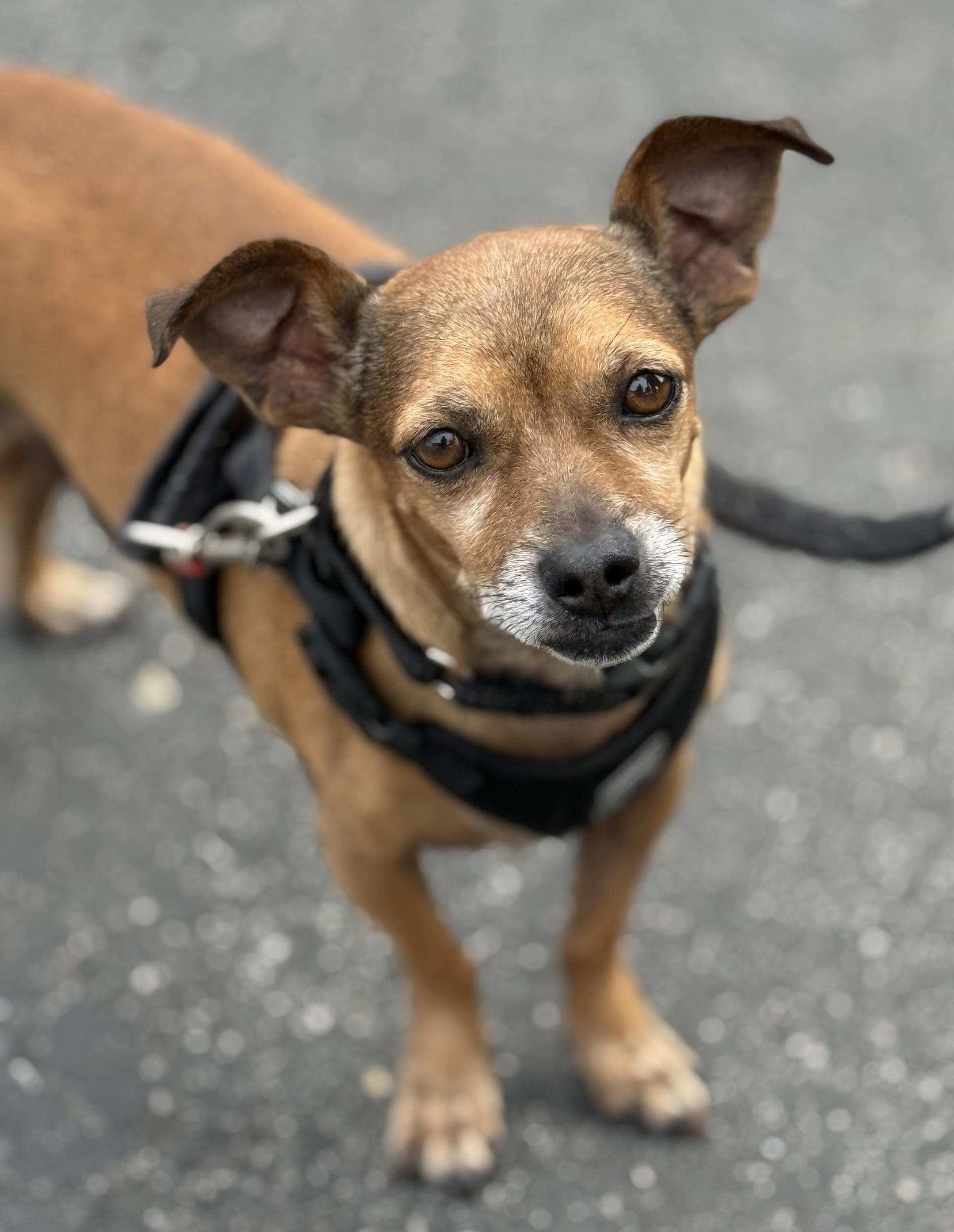 Pazookie, Adoptable, Senior Male Dachshund & Chihuahua.