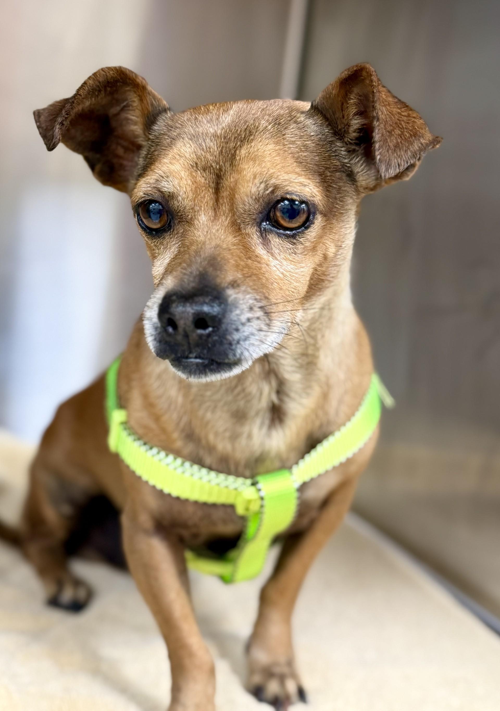 Pazookie, a ADOPTABLE mixed breed in Los Alamitos, CA image 4/6