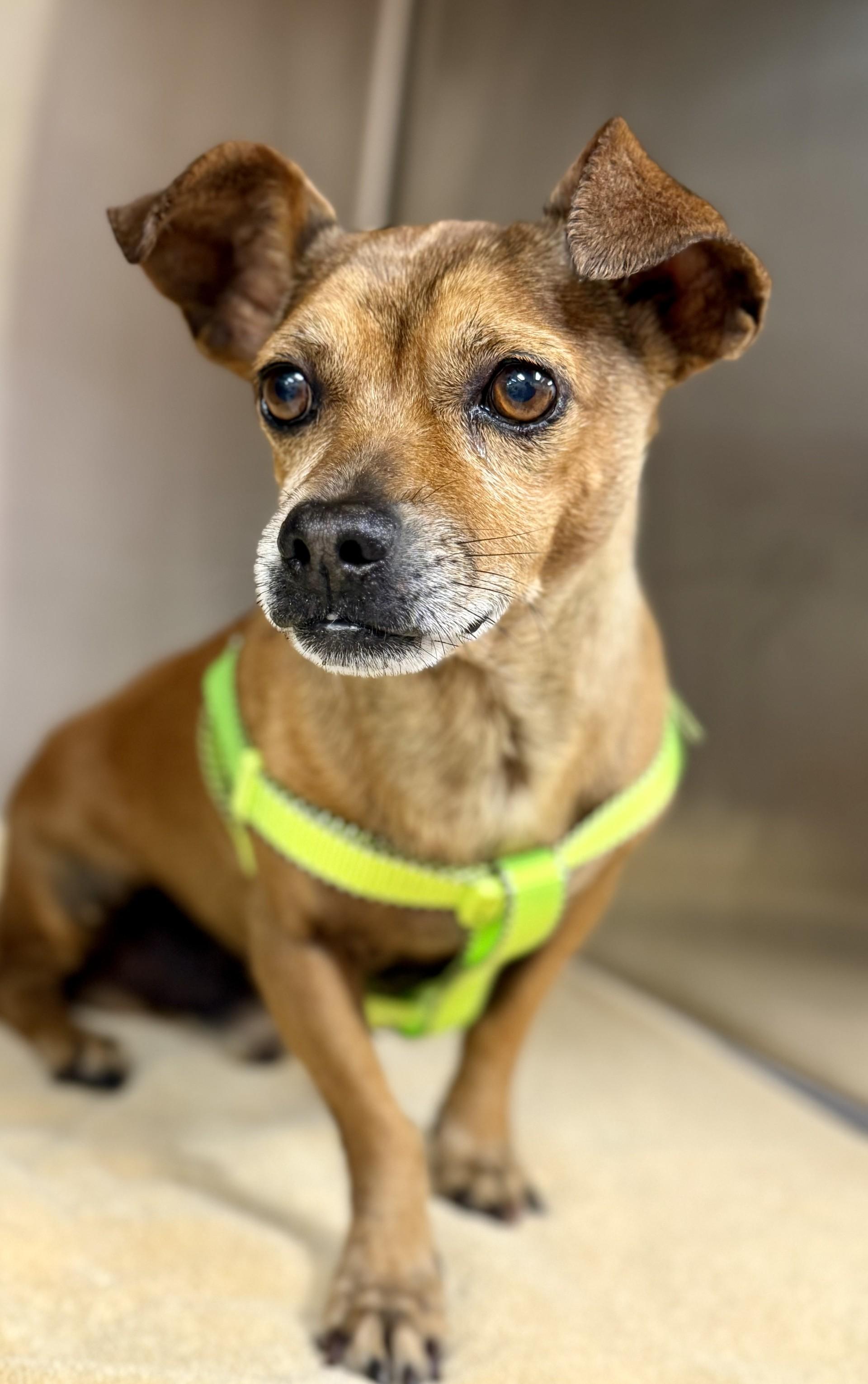 Pazookie, a ADOPTABLE mixed breed in Los Alamitos, CA image 2/6