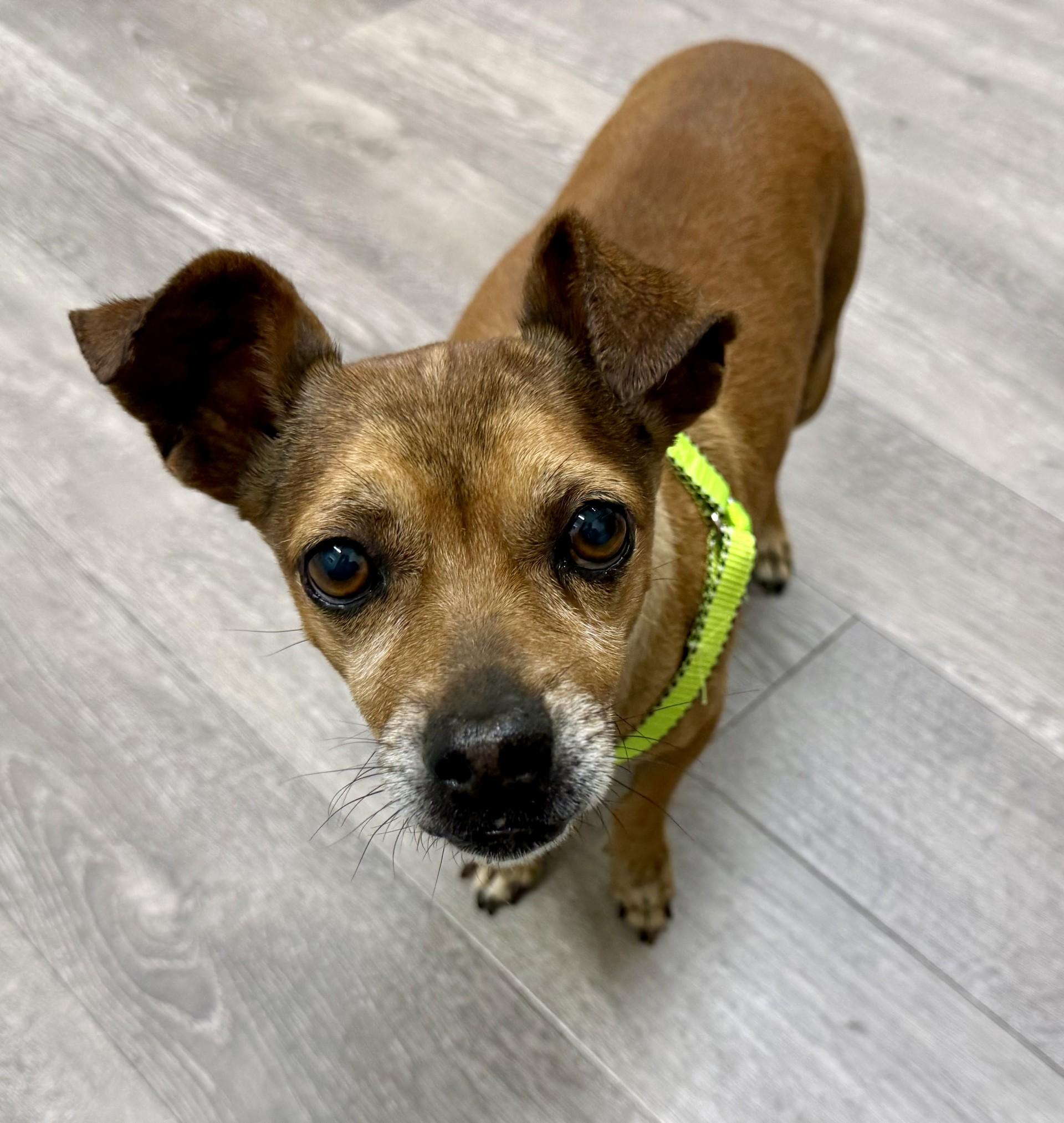 Pazookie, ADOPTABLE, Senior Male Dachshund & Chihuahua.