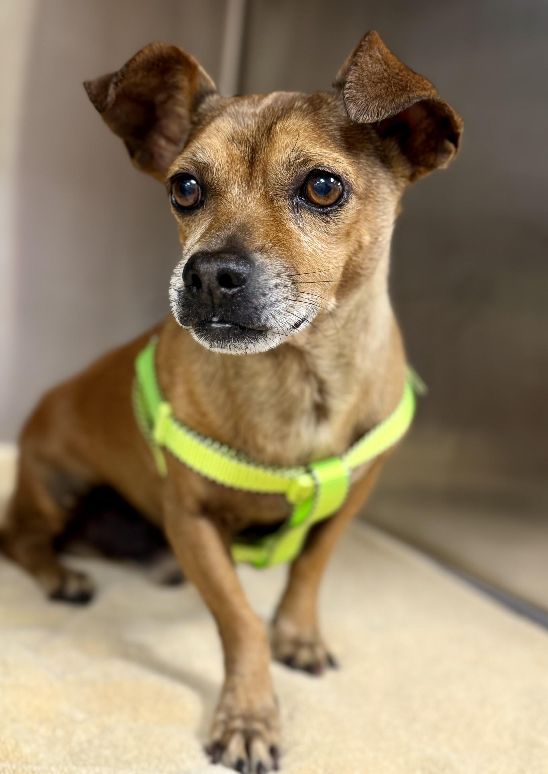 Pazookie, a ADOPTABLE mixed breed in Los Alamitos, CA image 6/6