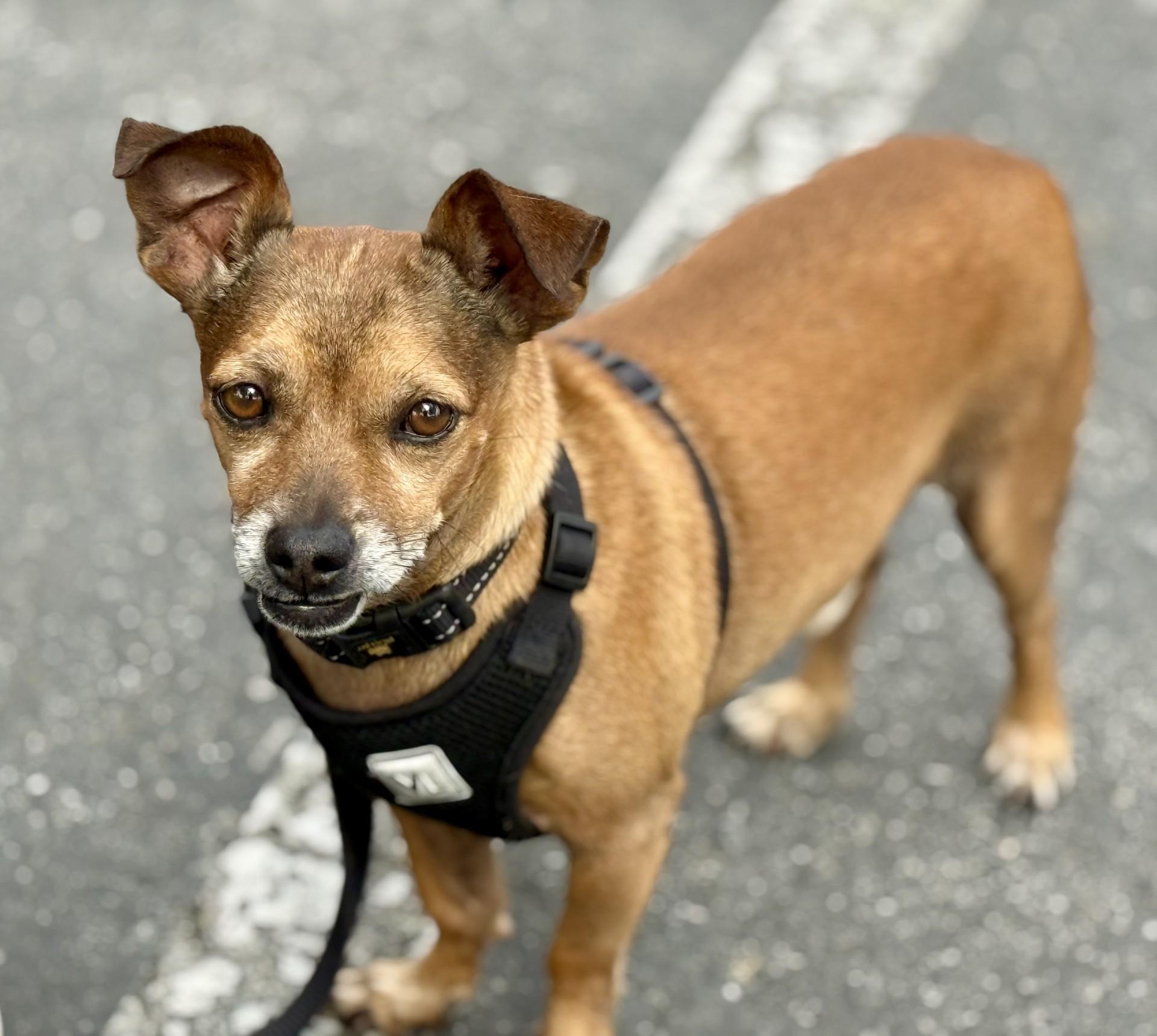 Enlarge Pazookie, a Adoptable mixed breed in Los Alamitos, CA image 2/6
