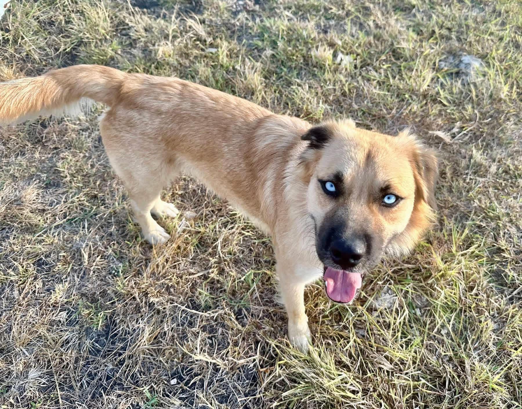 Enlarge MILO-Marvelous Mix, a Adopted mixed breed in Waco, TX image 3/4