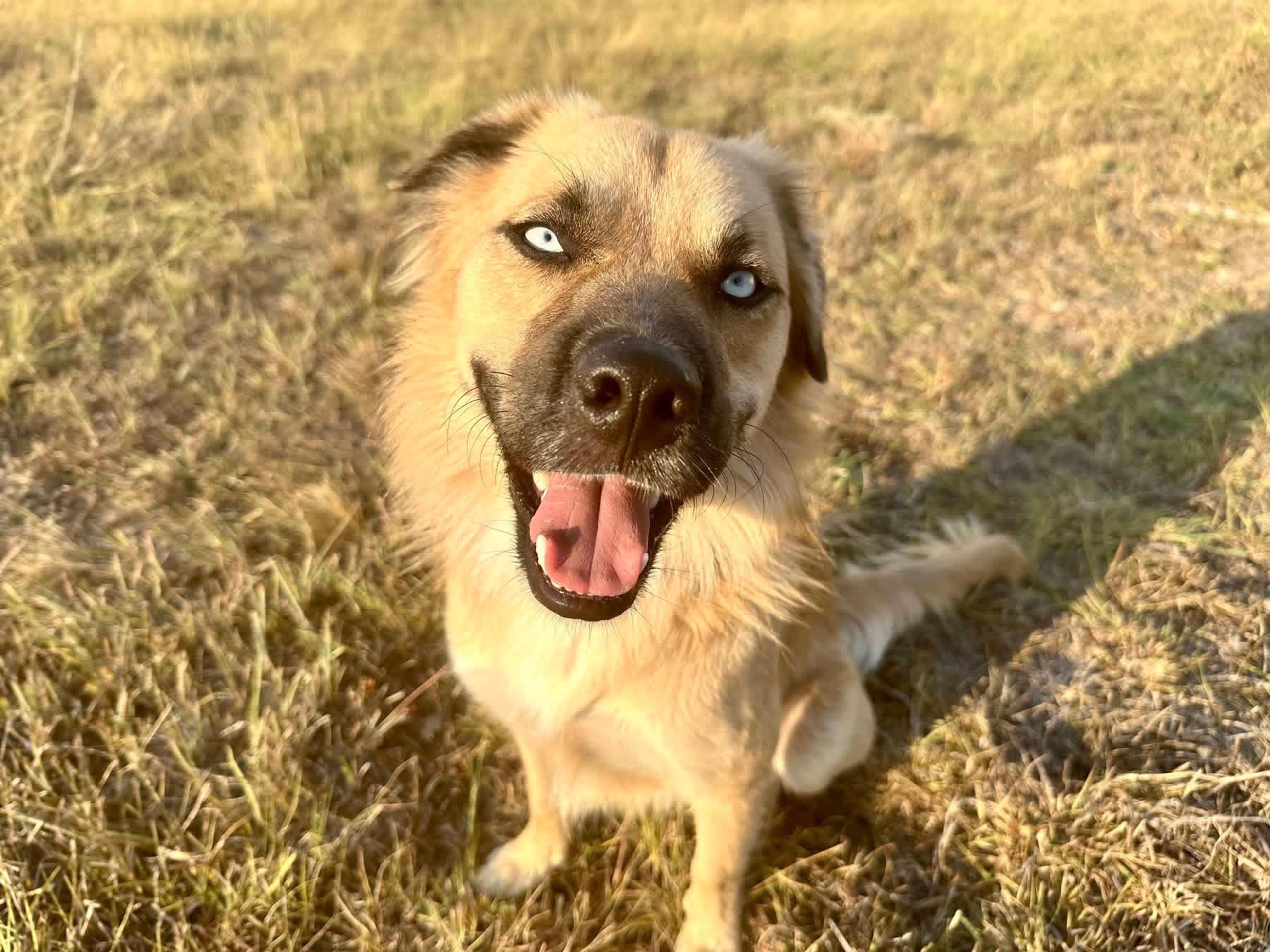 Enlarge MILO-Marvelous Mix, a Adopted mixed breed in Waco, TX image 2/4