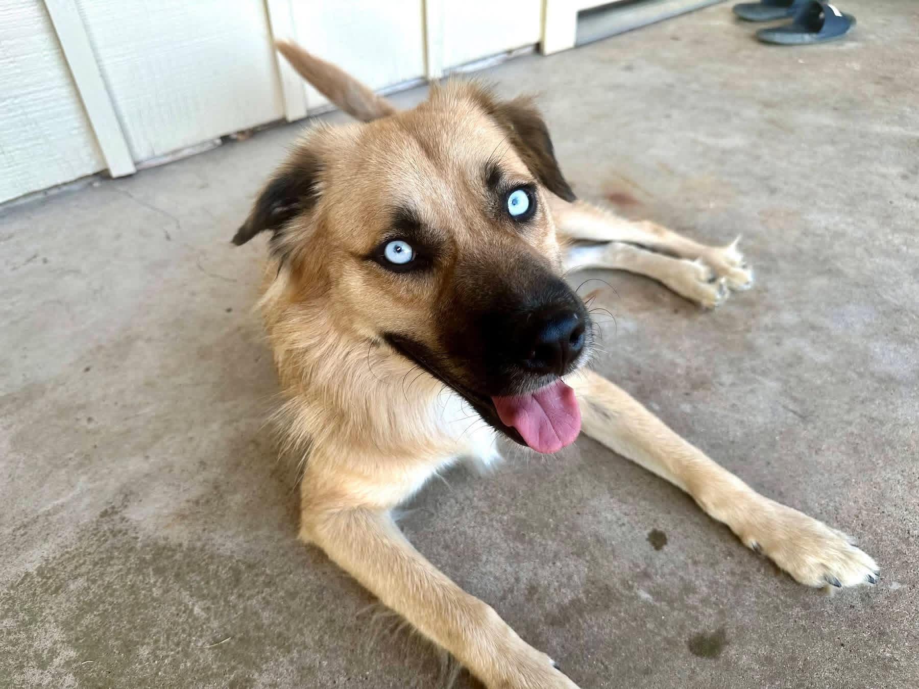 MILO-Marvelous Mix, Adopted, Young Male Golden Retriever & Siberian Husky.
