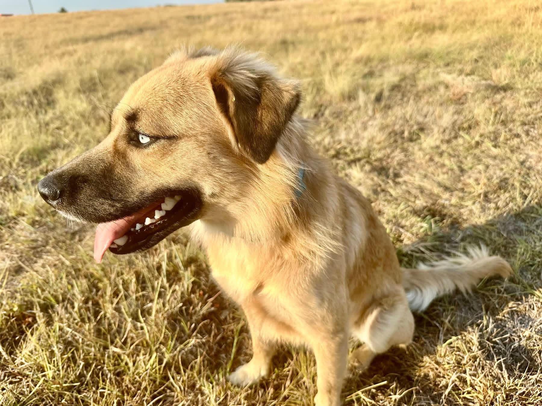 Enlarge MILO-Marvelous Mix, a Adopted mixed breed in Waco, TX image 4/4