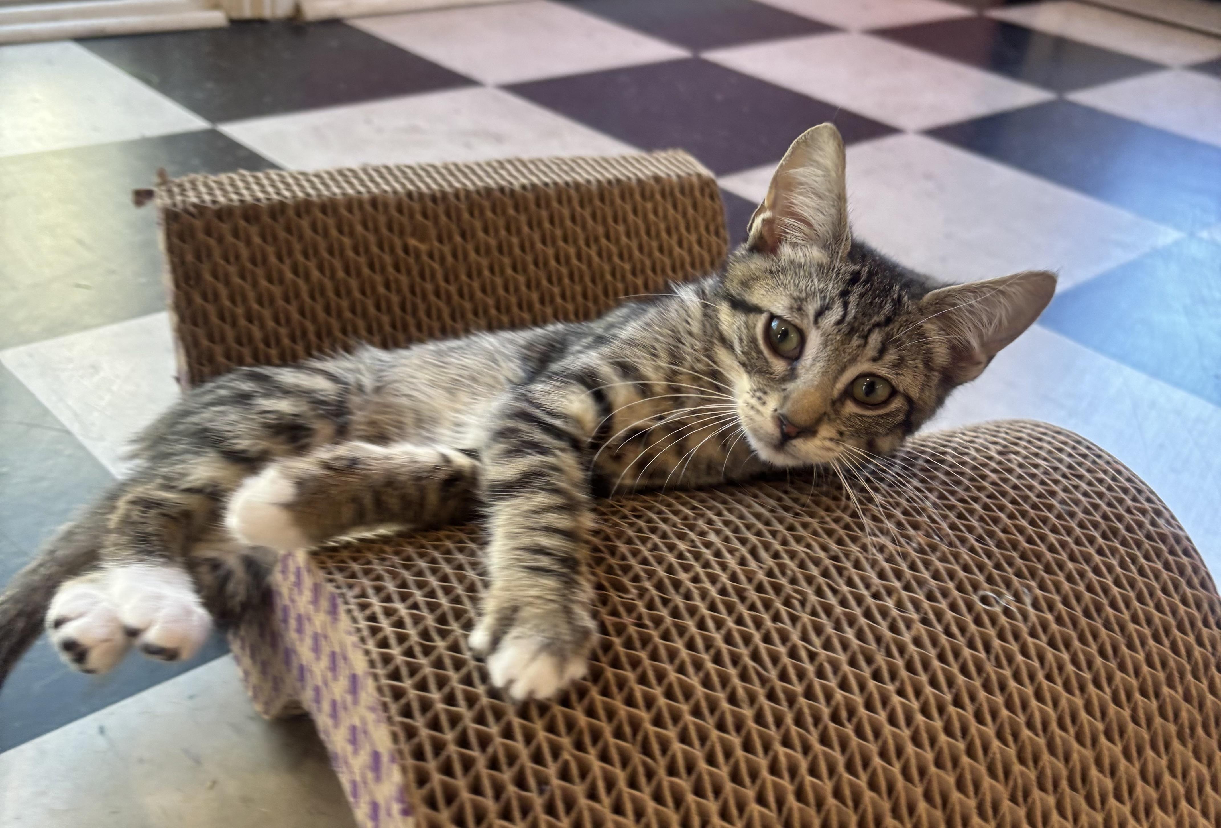 Baby Charlie, Baby Male Domestic Short Hair