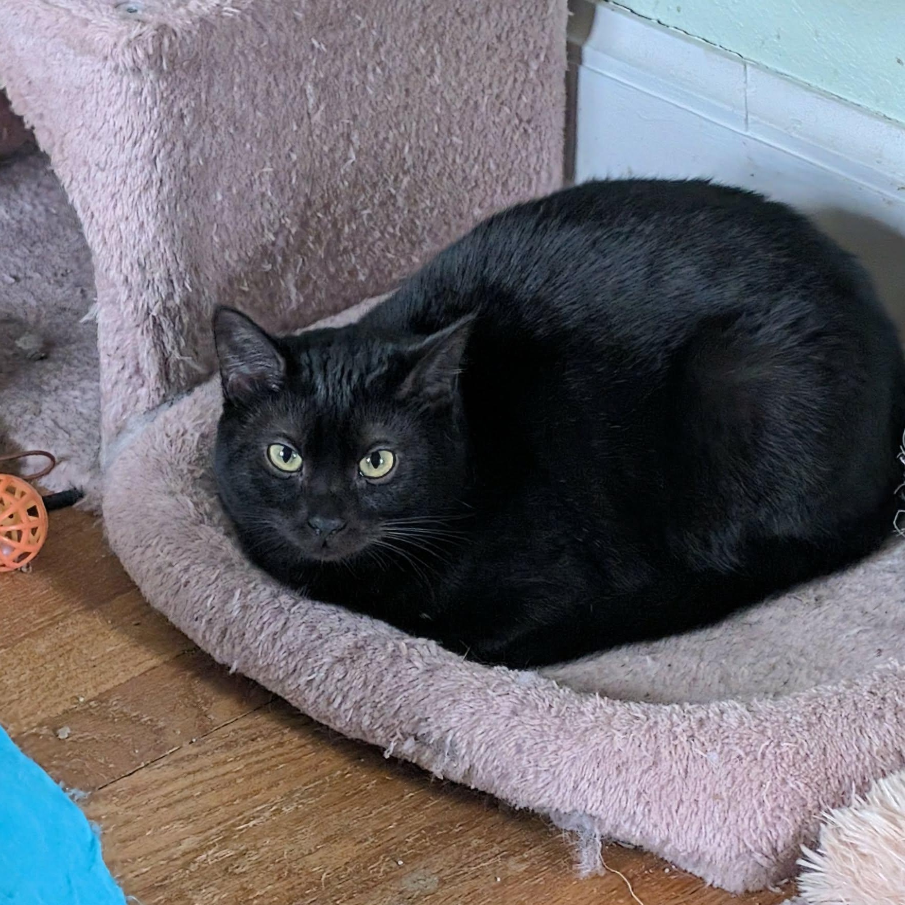 Wednesday , ADOPTABLE, Young Female Domestic Short Hair.